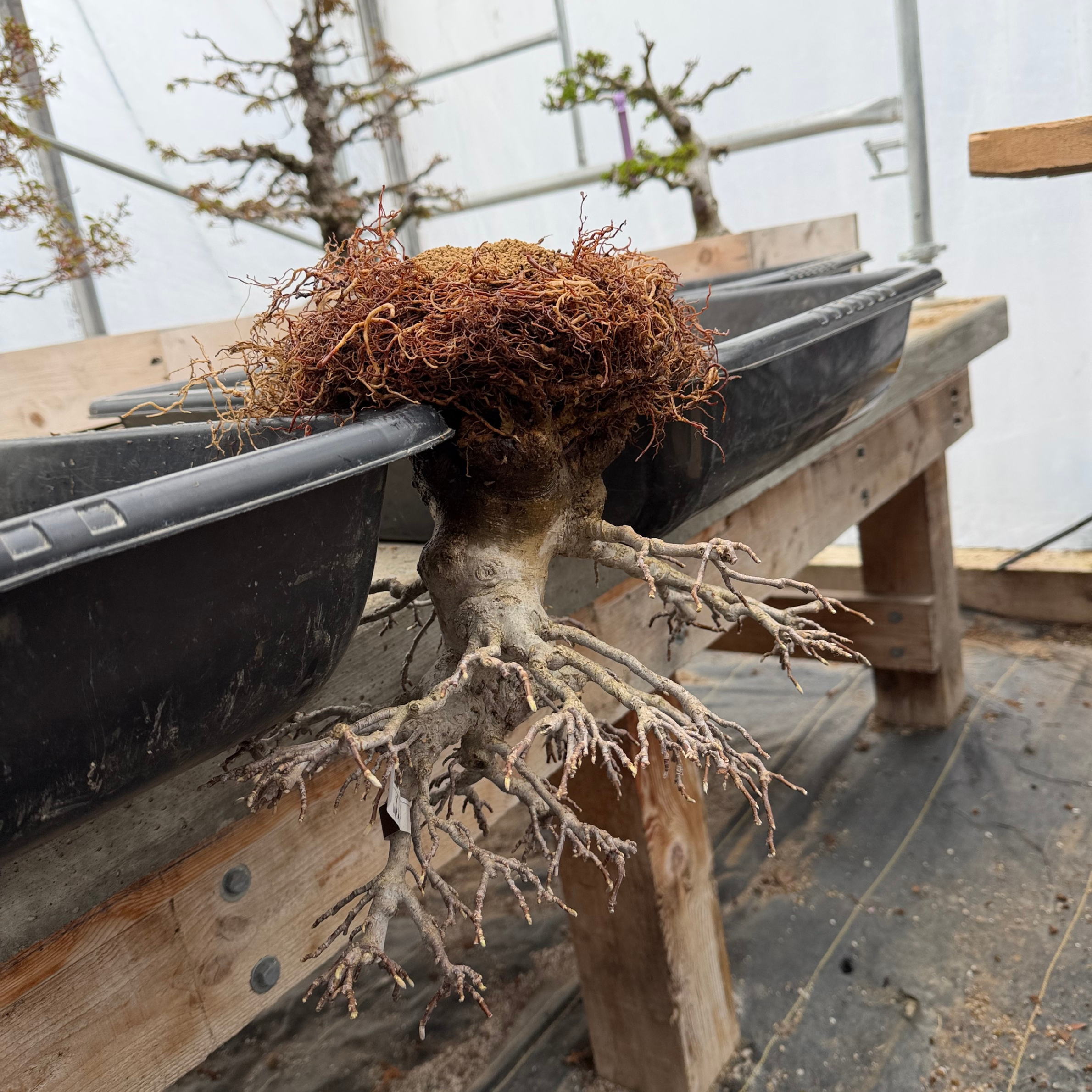 Receiving and Repotting Imports, Upside Down