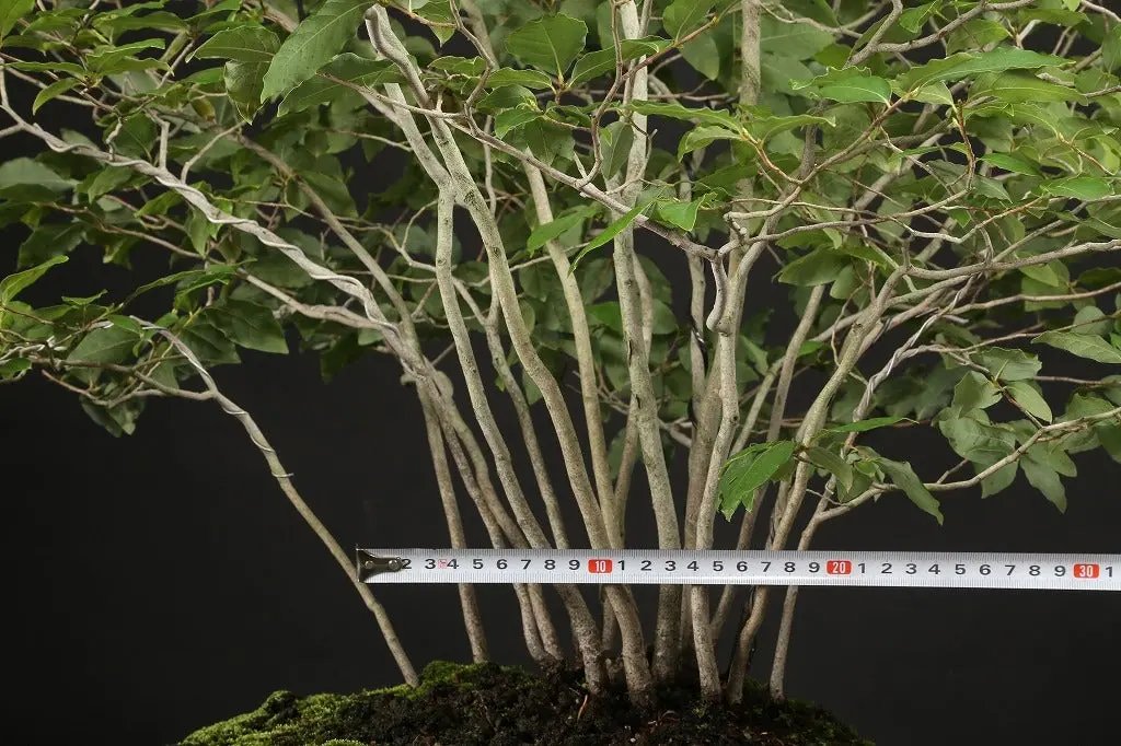 Lindera glauca Canada Bonsai