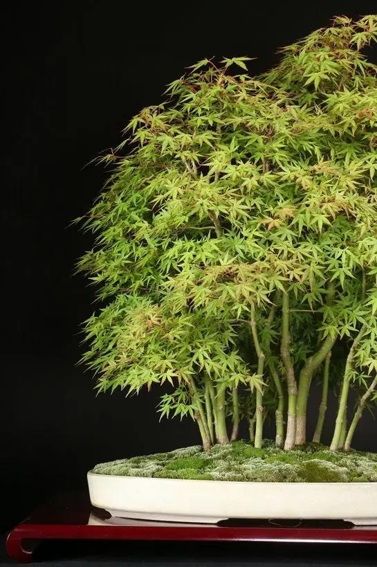 Acer palmatum 'Yukihime' Canada Bonsai