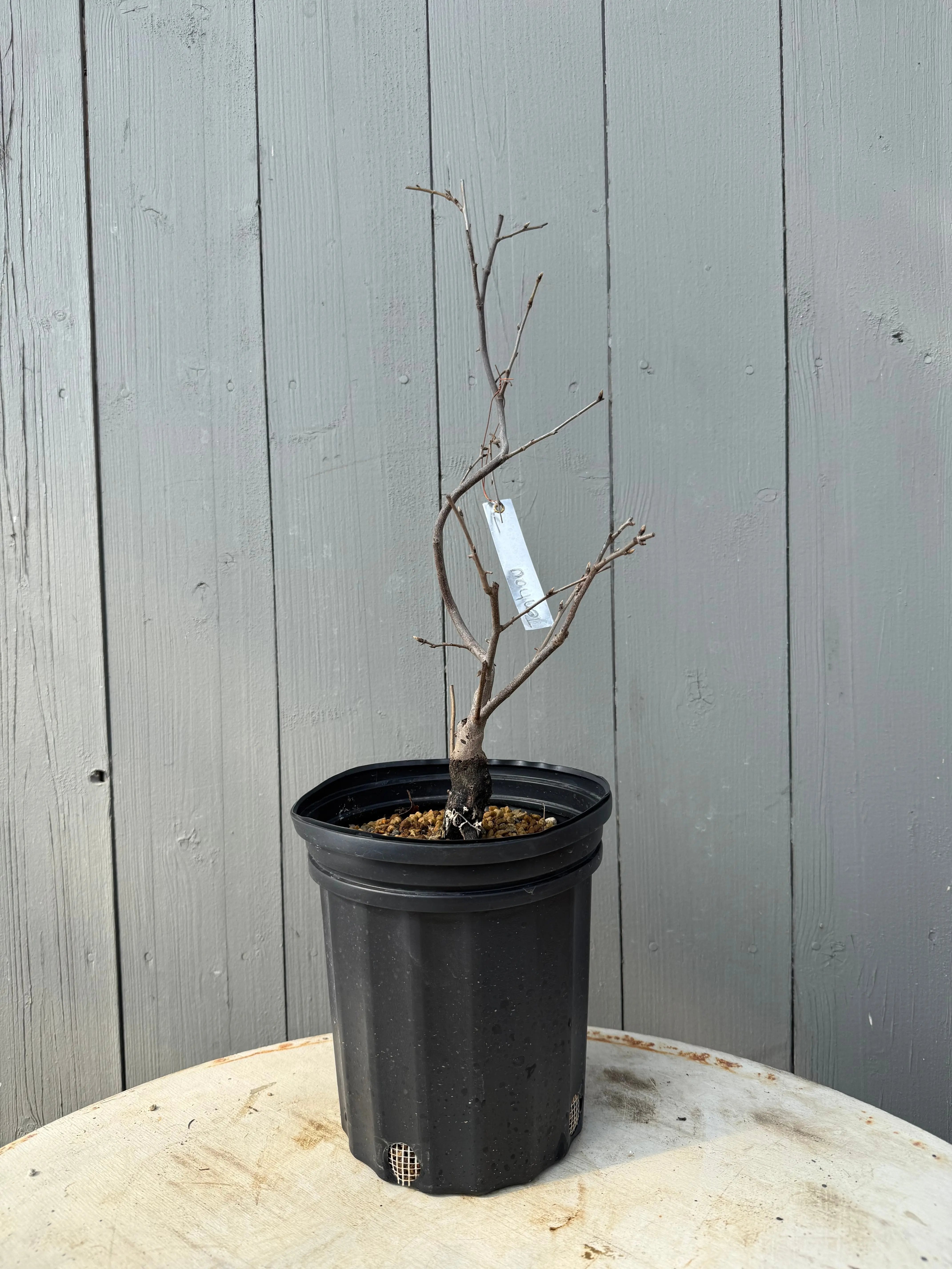 Diospyros rhombifolia ‘Tenpou’ Canada Bonsai