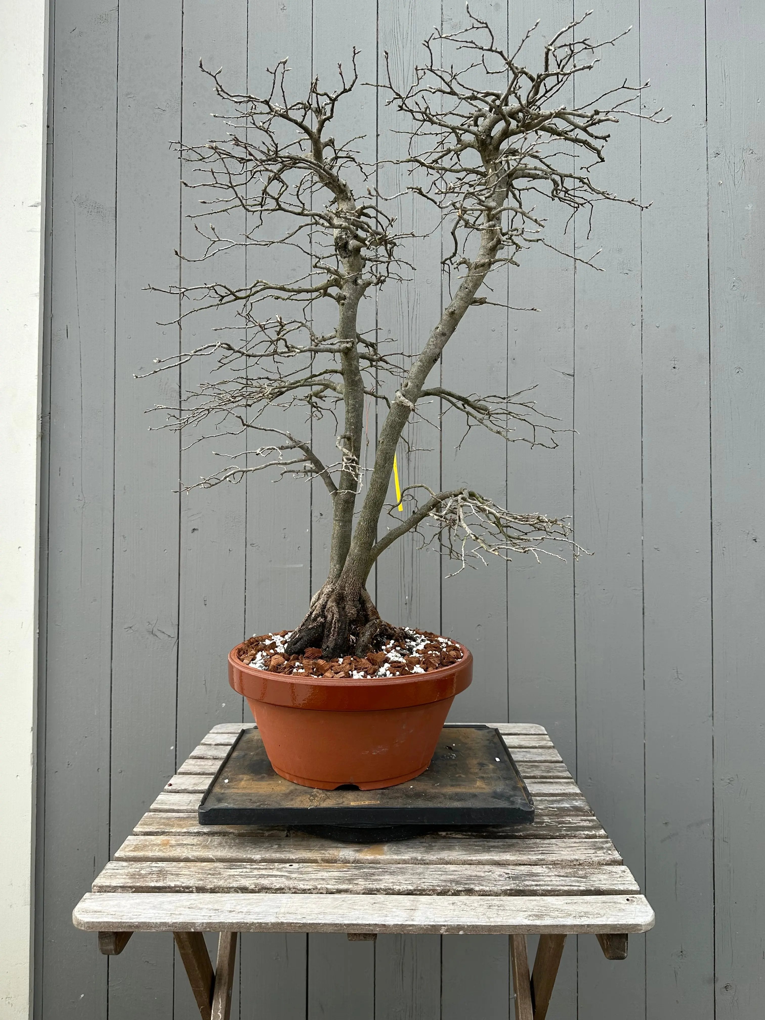 Diospyros rhombifolia #28 'Koyo' Canada Bonsai