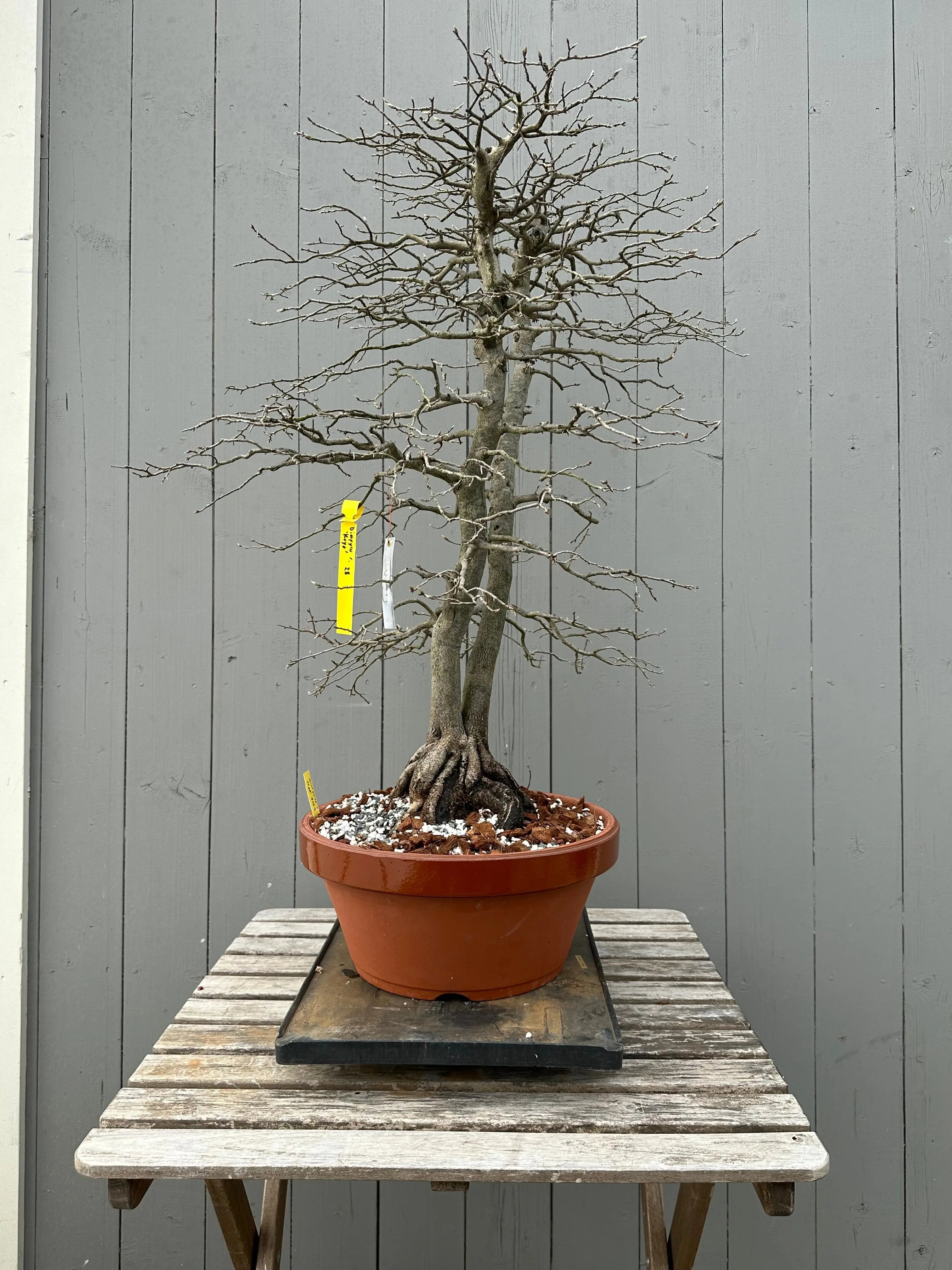 Diospyros rhombifolia #28 'Koyo' Canada Bonsai