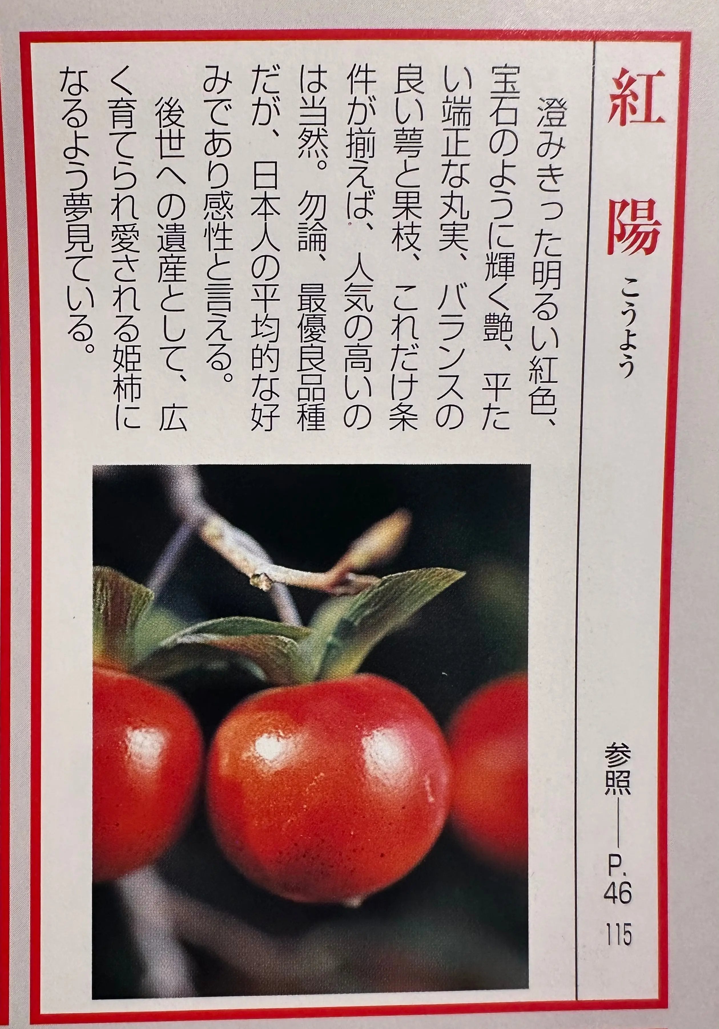 Diospyros rhombifolia #28 'Koyo' Canada Bonsai