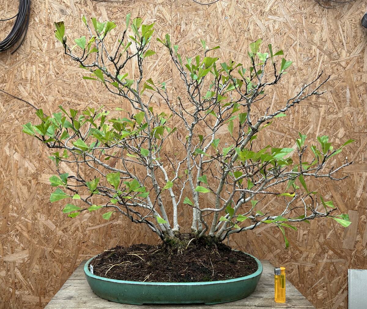 Magnolia kobus (dwarf) Canada Bonsai