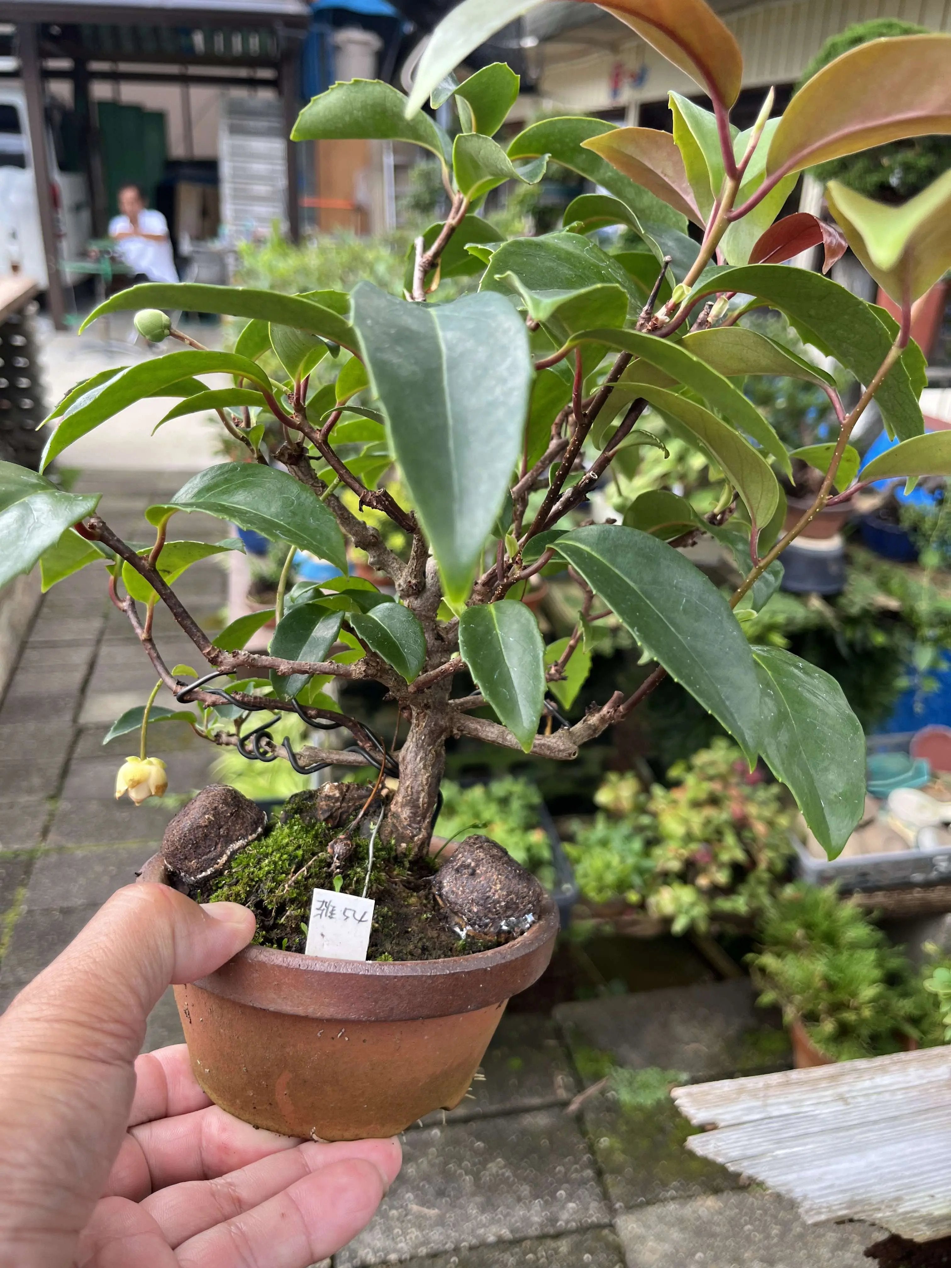 Kadsura japonica Canada Bonsai