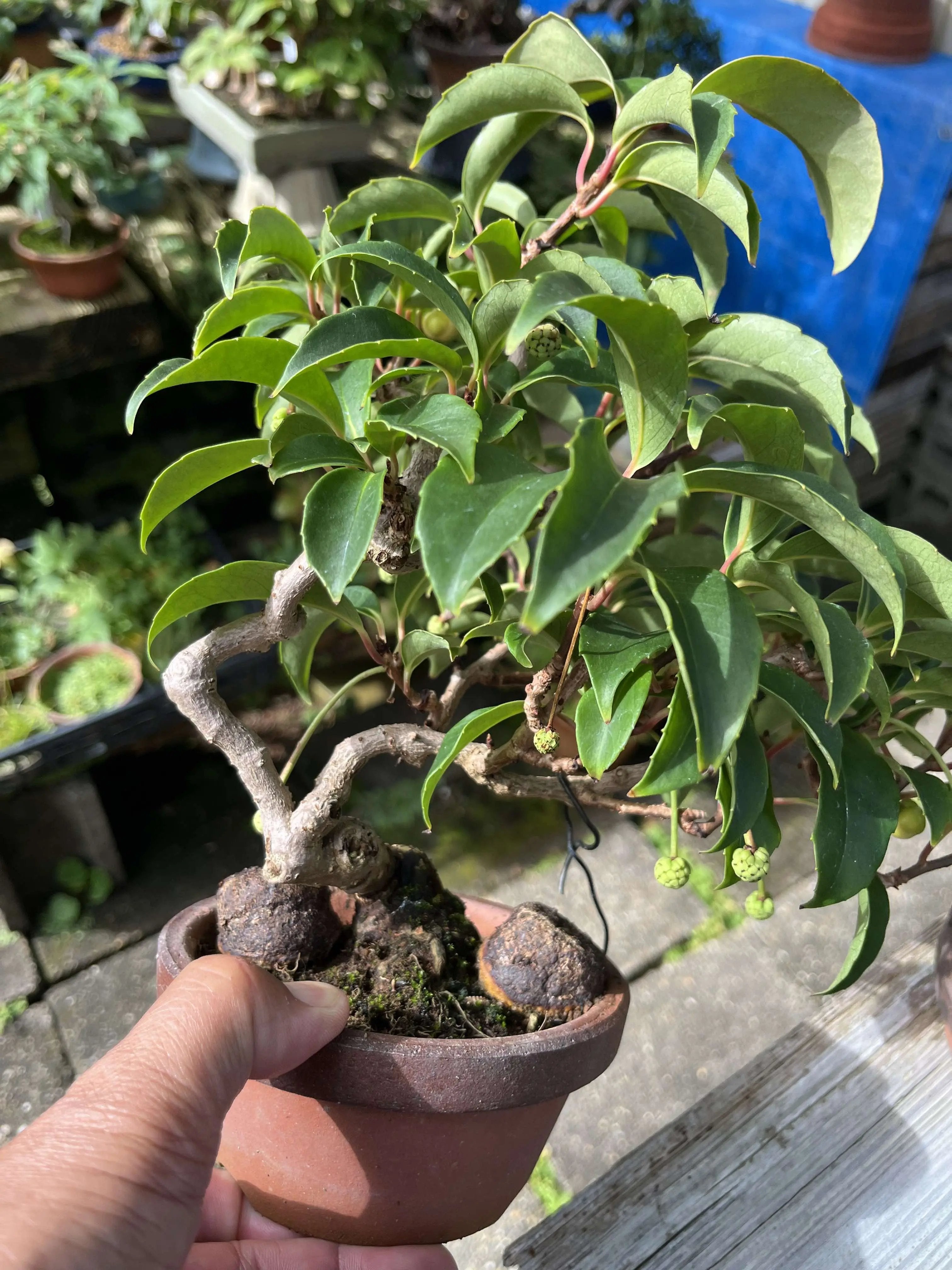 Kadsura japonica Canada Bonsai