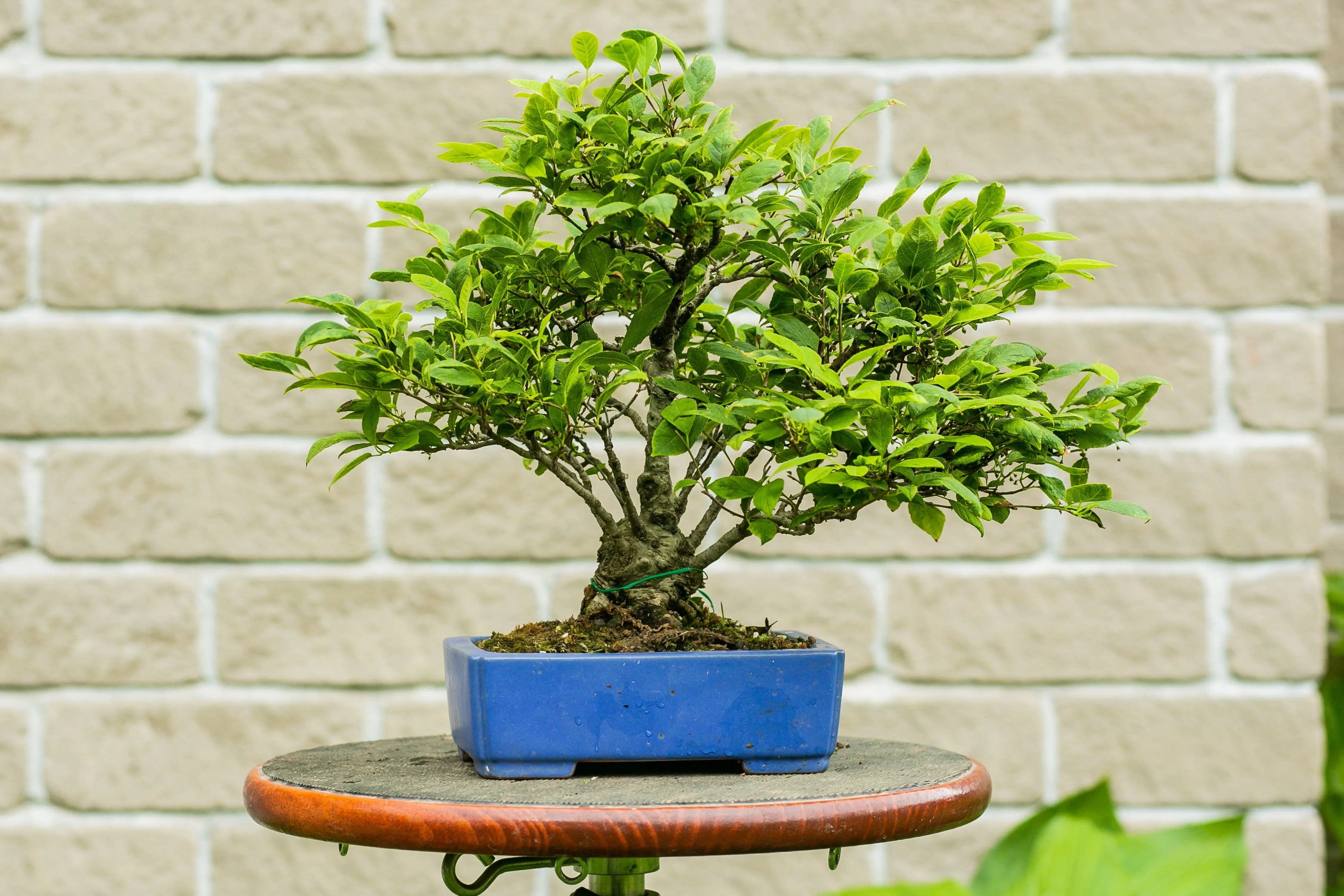 Ilex serrata Canada Bonsai