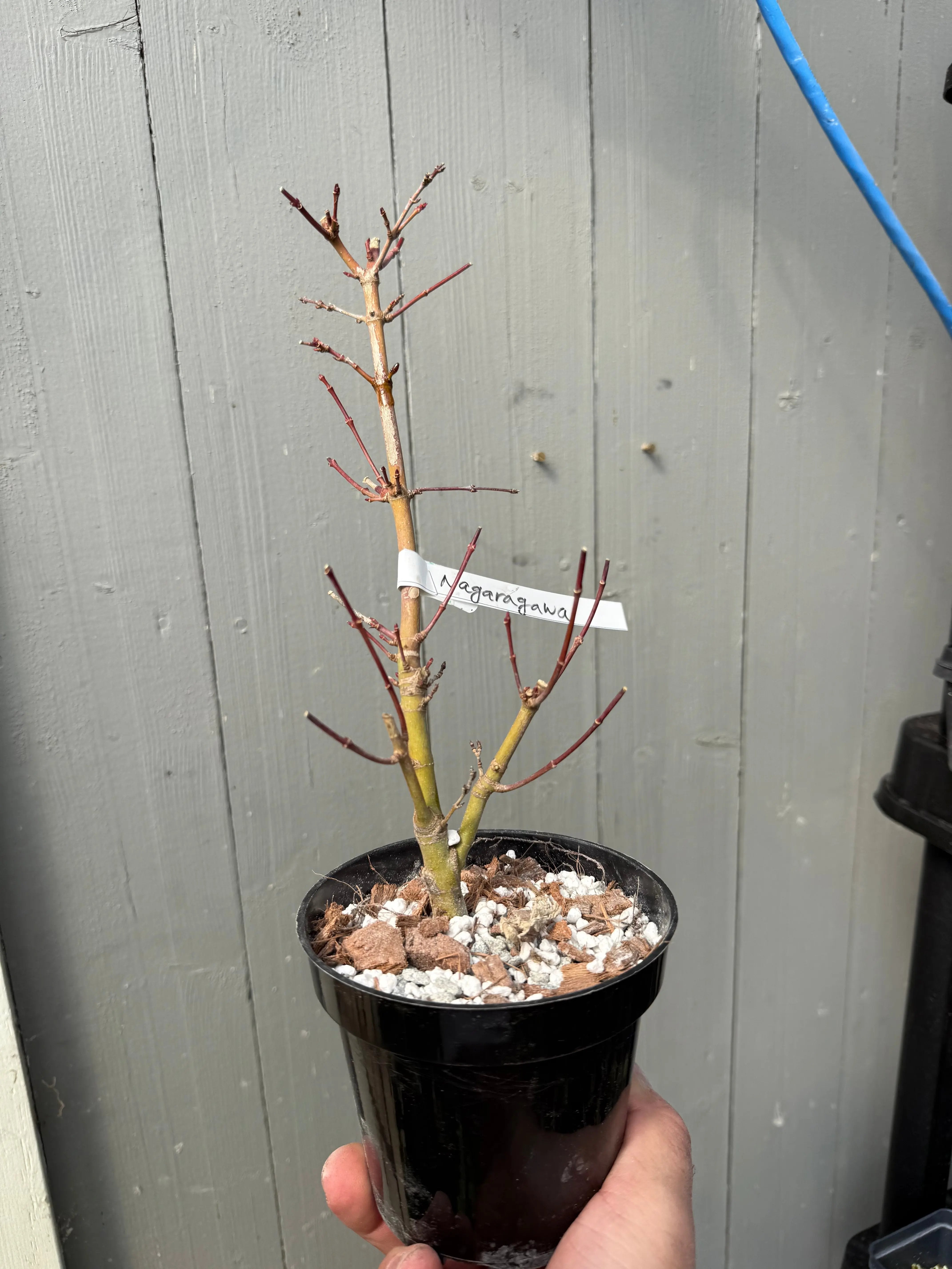 Acer palmatum 'Nagaragawa' Canada Bonsai
