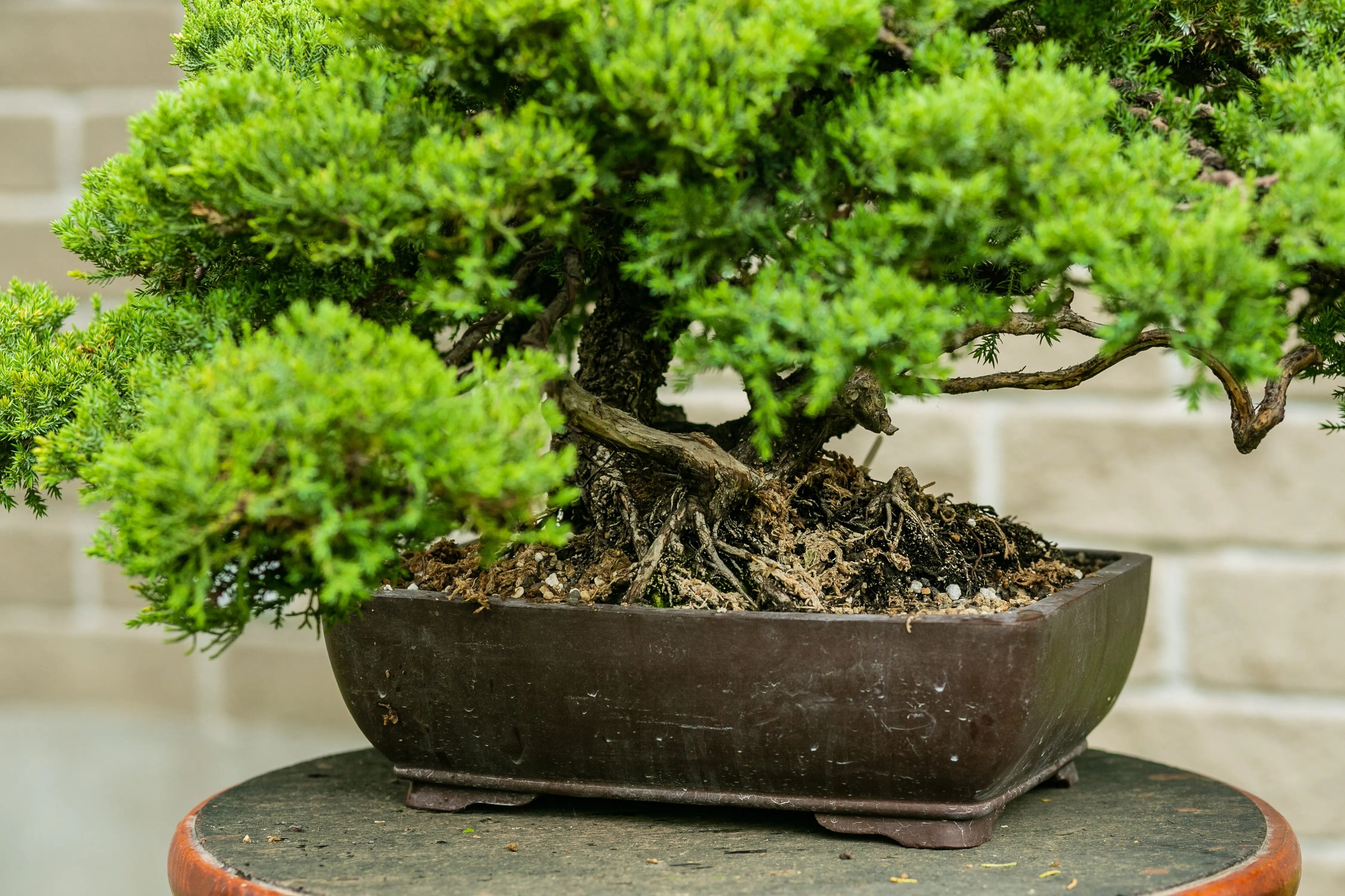 Juniperus procumbens Canada Bonsai