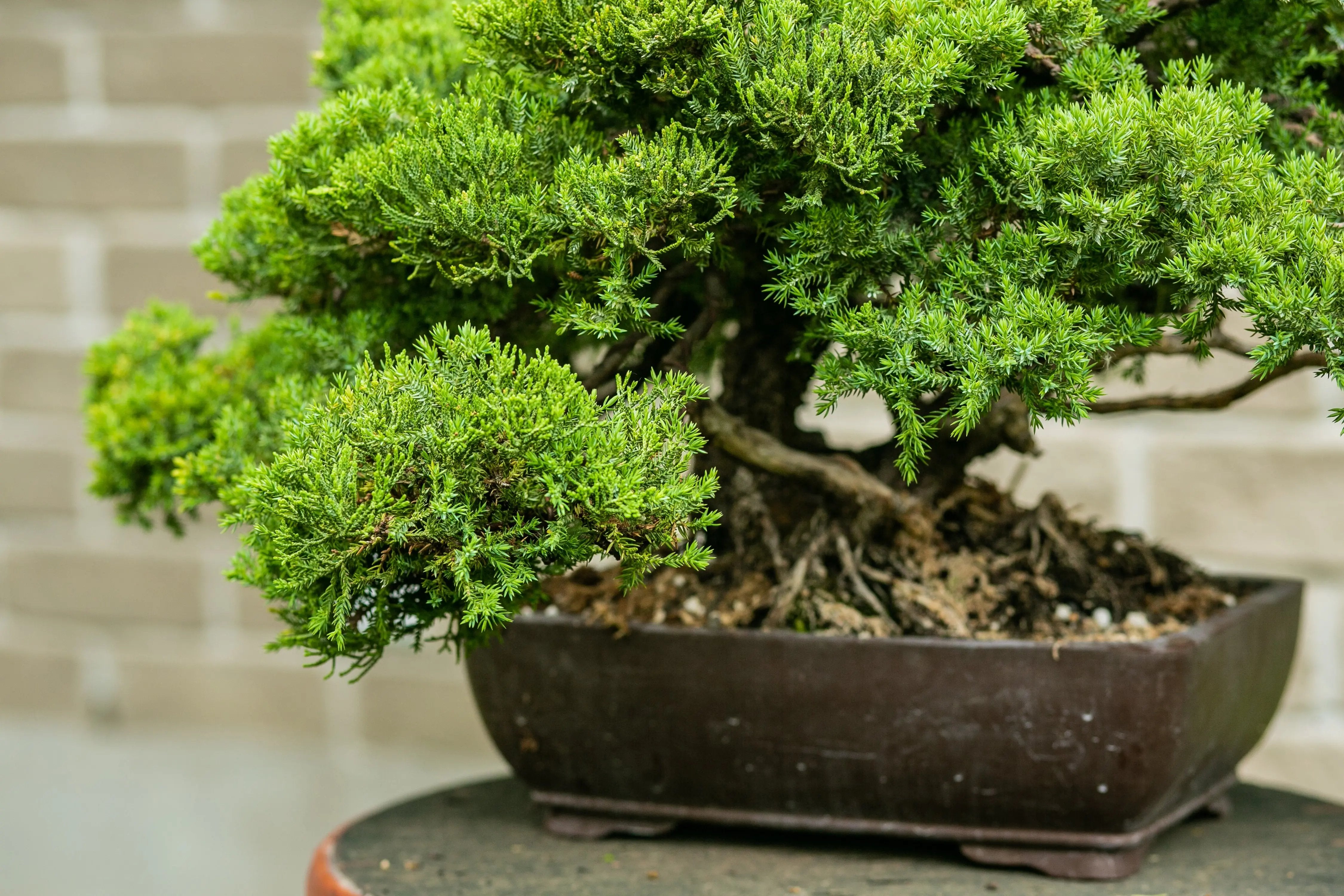 Juniperus procumbens Canada Bonsai