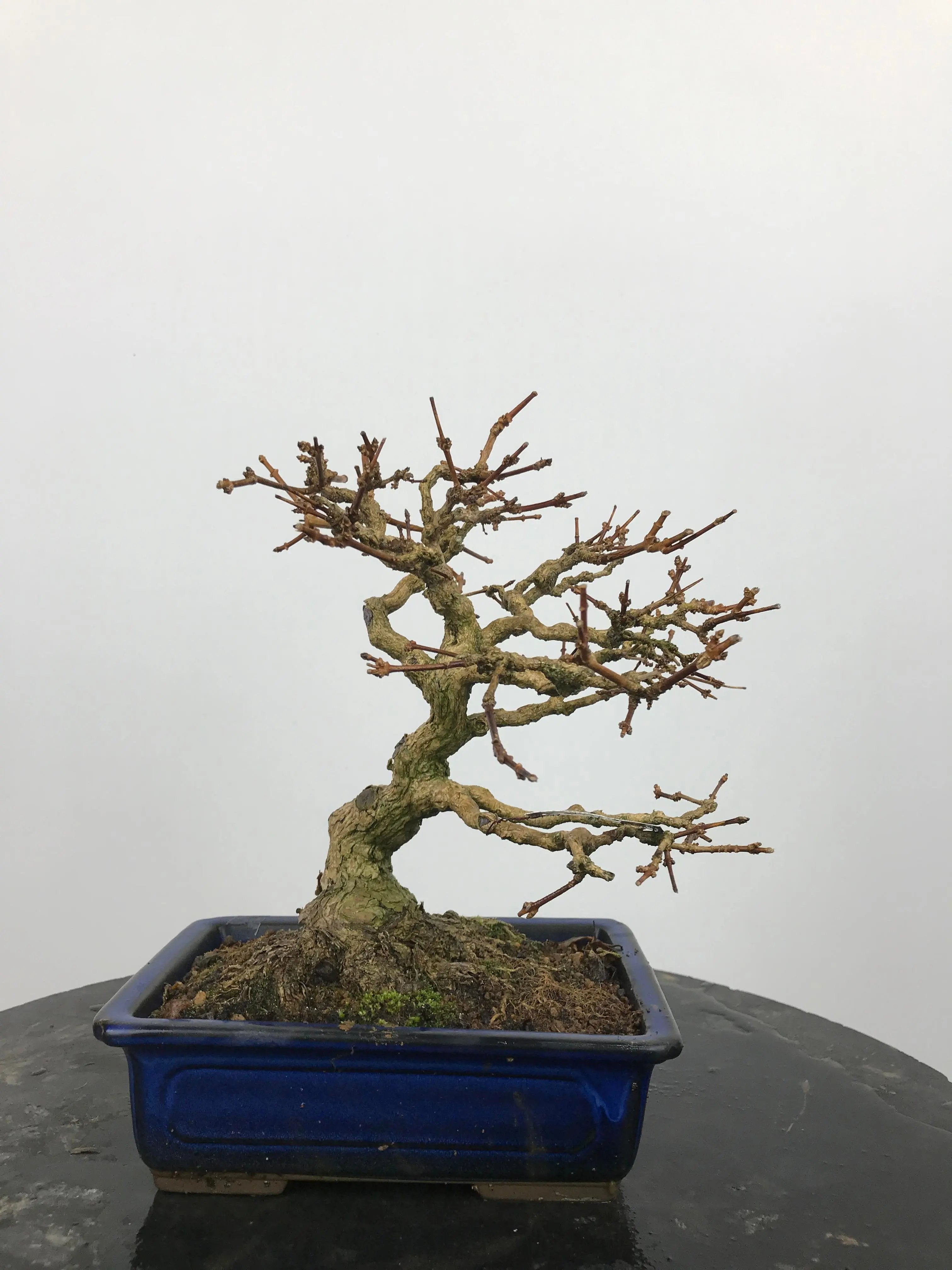 Premna japonica #4 Canada Bonsai