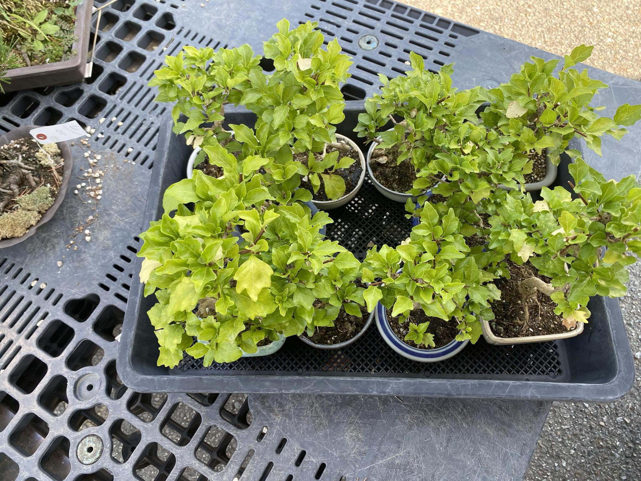 Premna japonica (large)