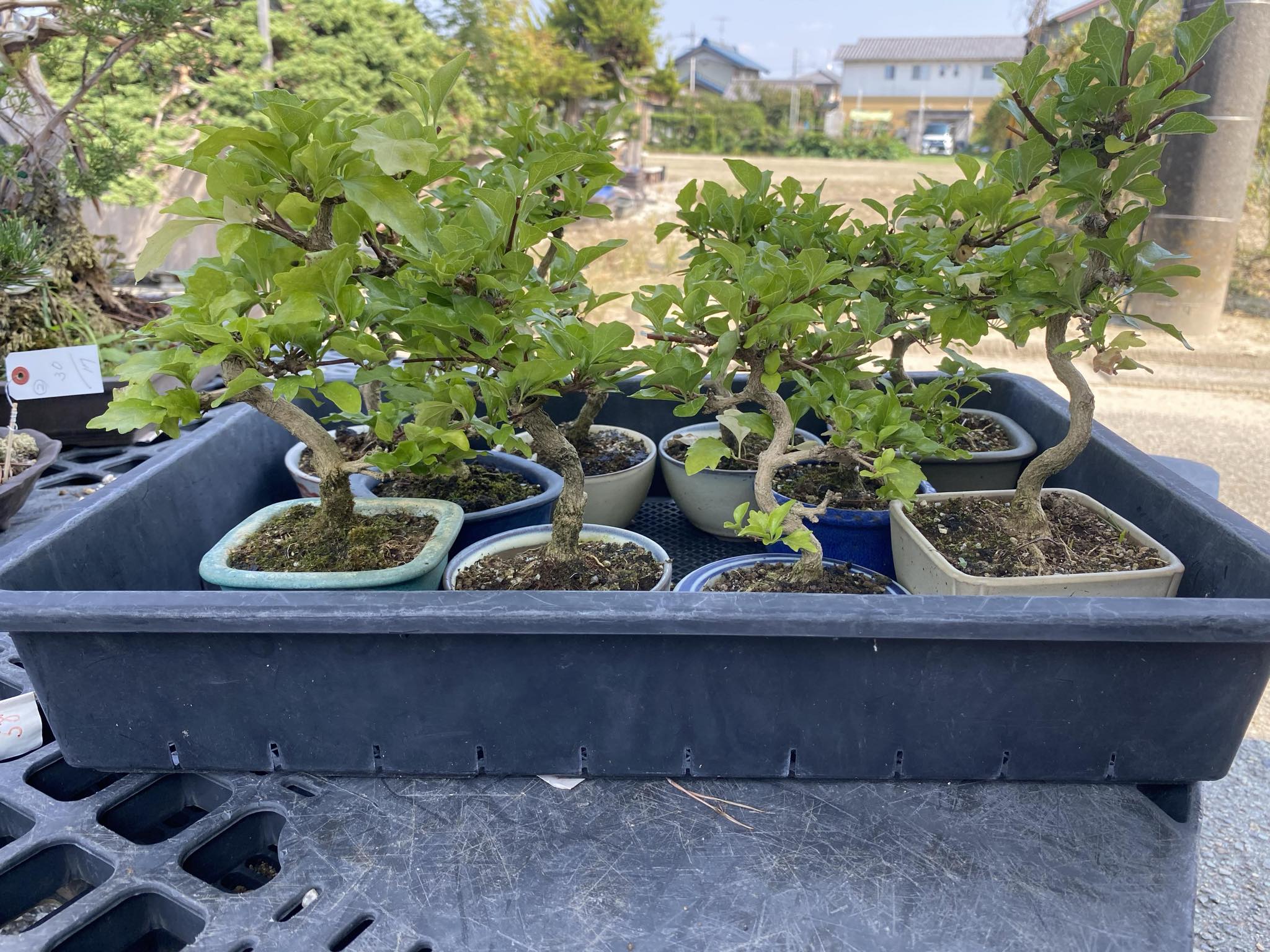 Premna japonica (large)