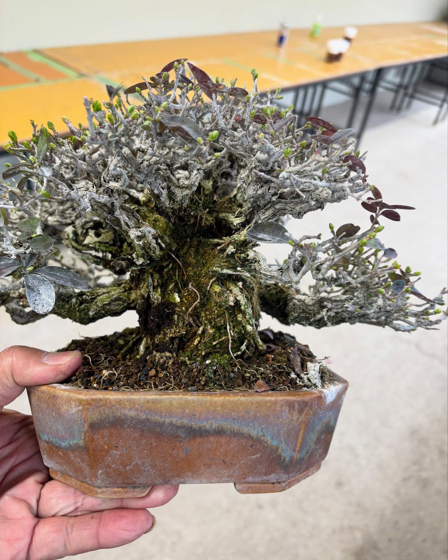 Ligustrum Arakawa *See note*