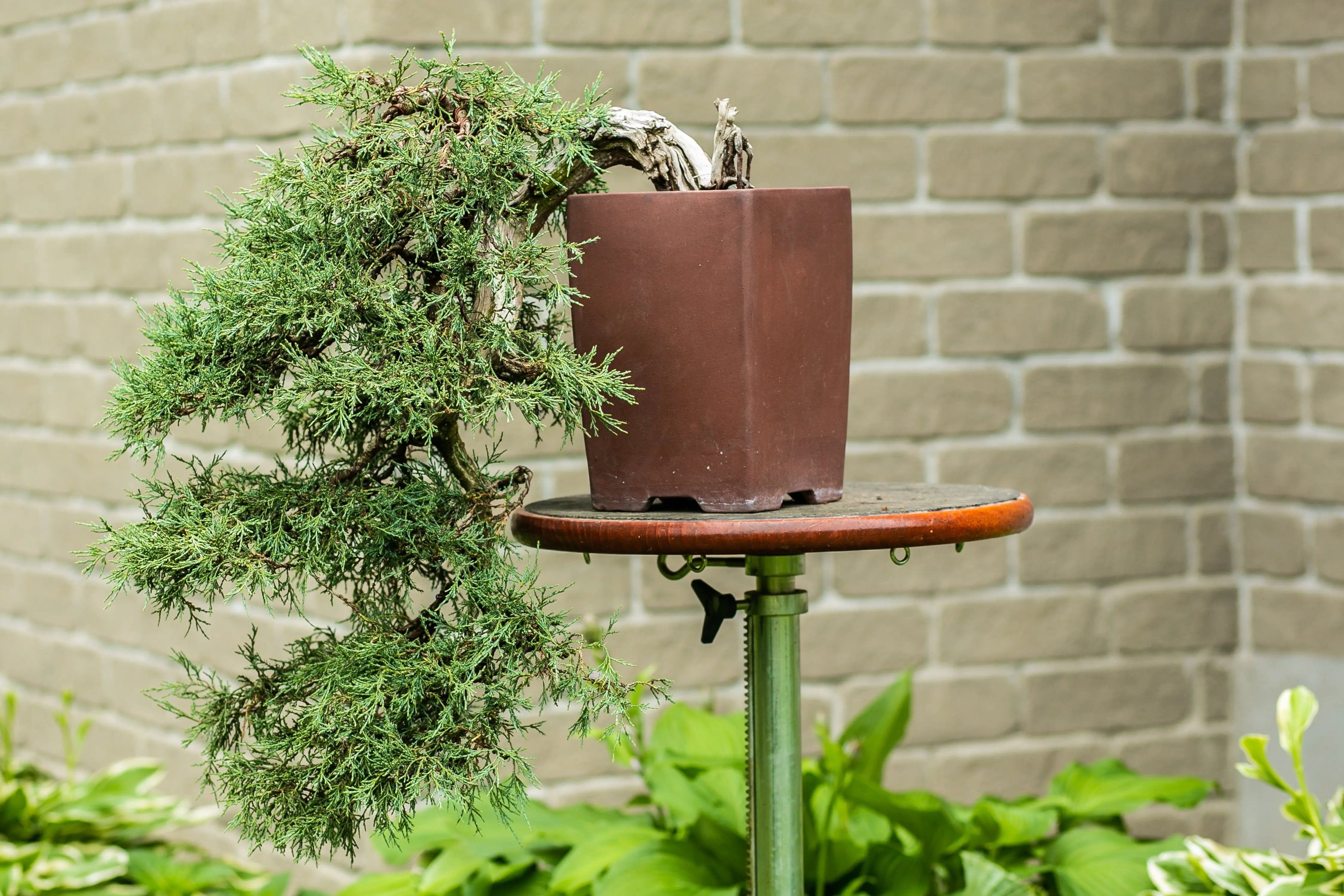 Juniperus scopulorum Canada Bonsai