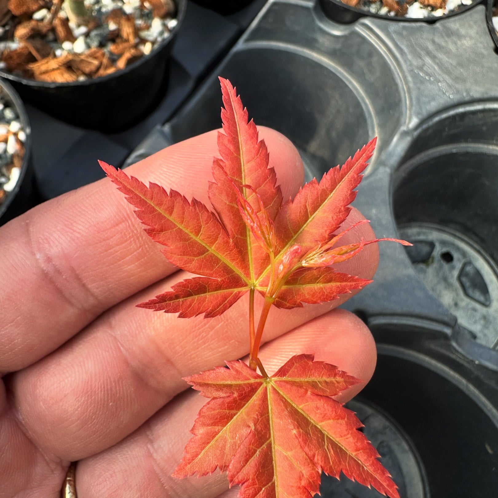 Acer palmatum 'Beni Chidori' (2025)