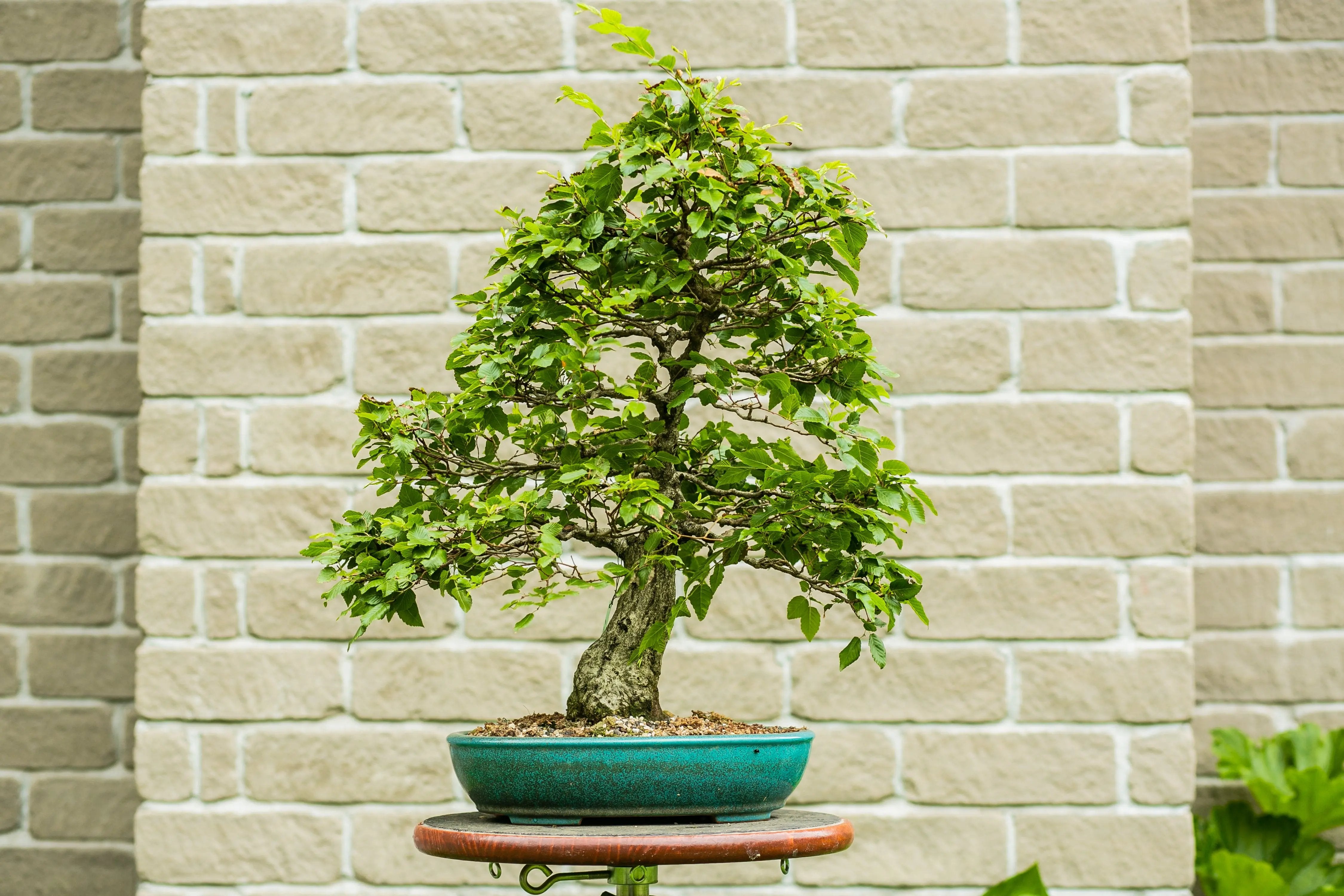 Carpinus turczaninowii Canada Bonsai