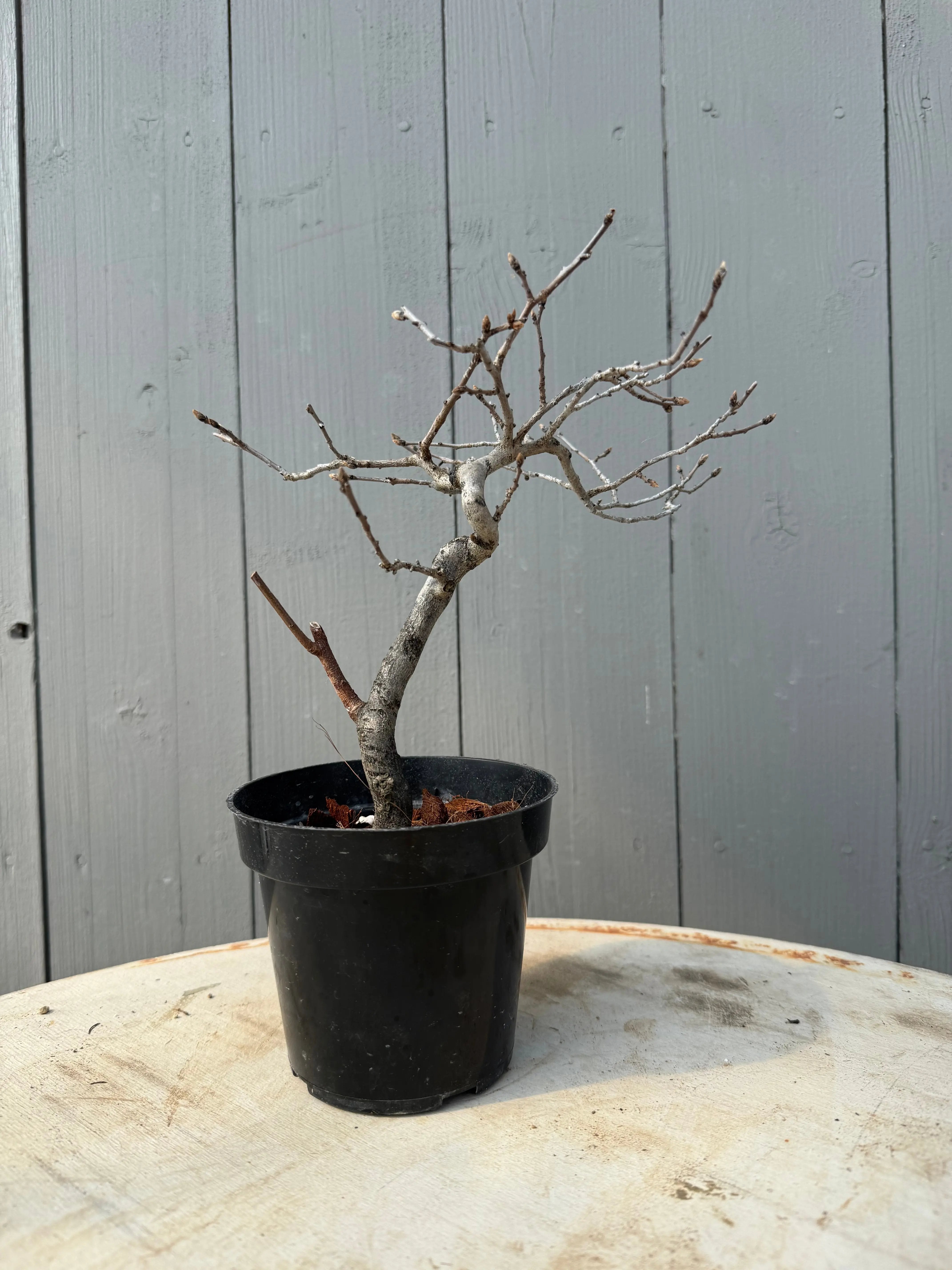 Diospyros rhombifolia Canada Bonsai