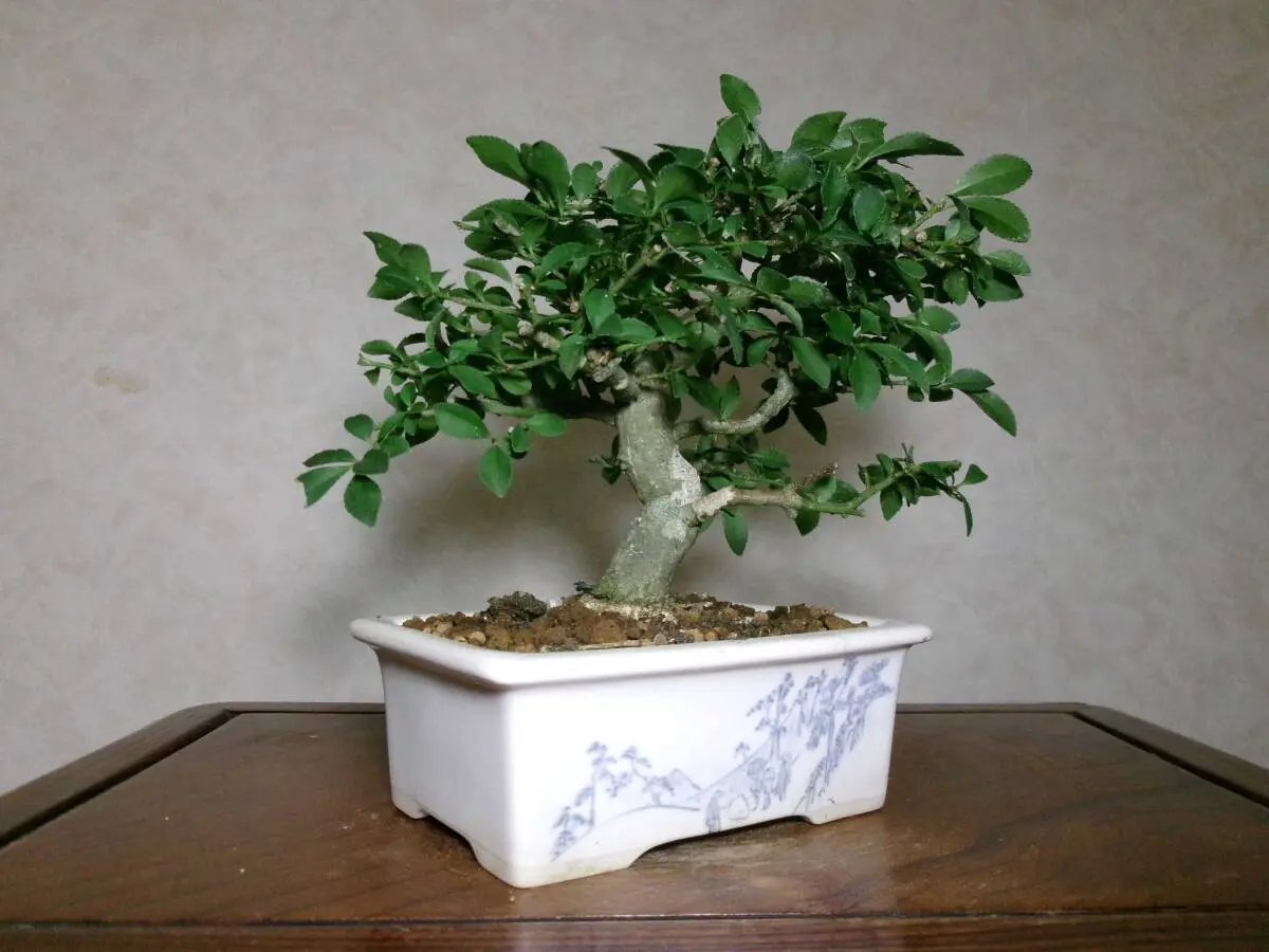 Euonymus Canada Bonsai