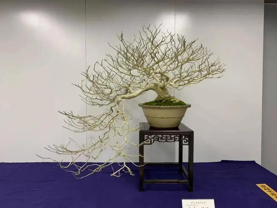 Magnolia (purple) Canada Bonsai