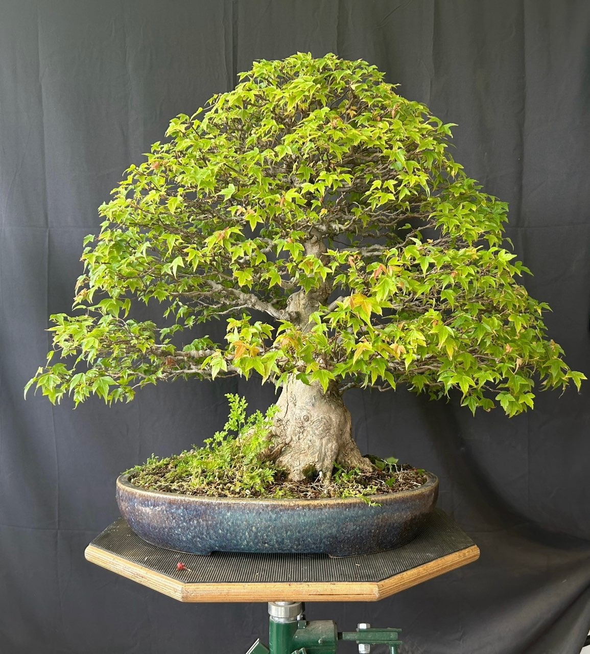 Acer buergerianum 107