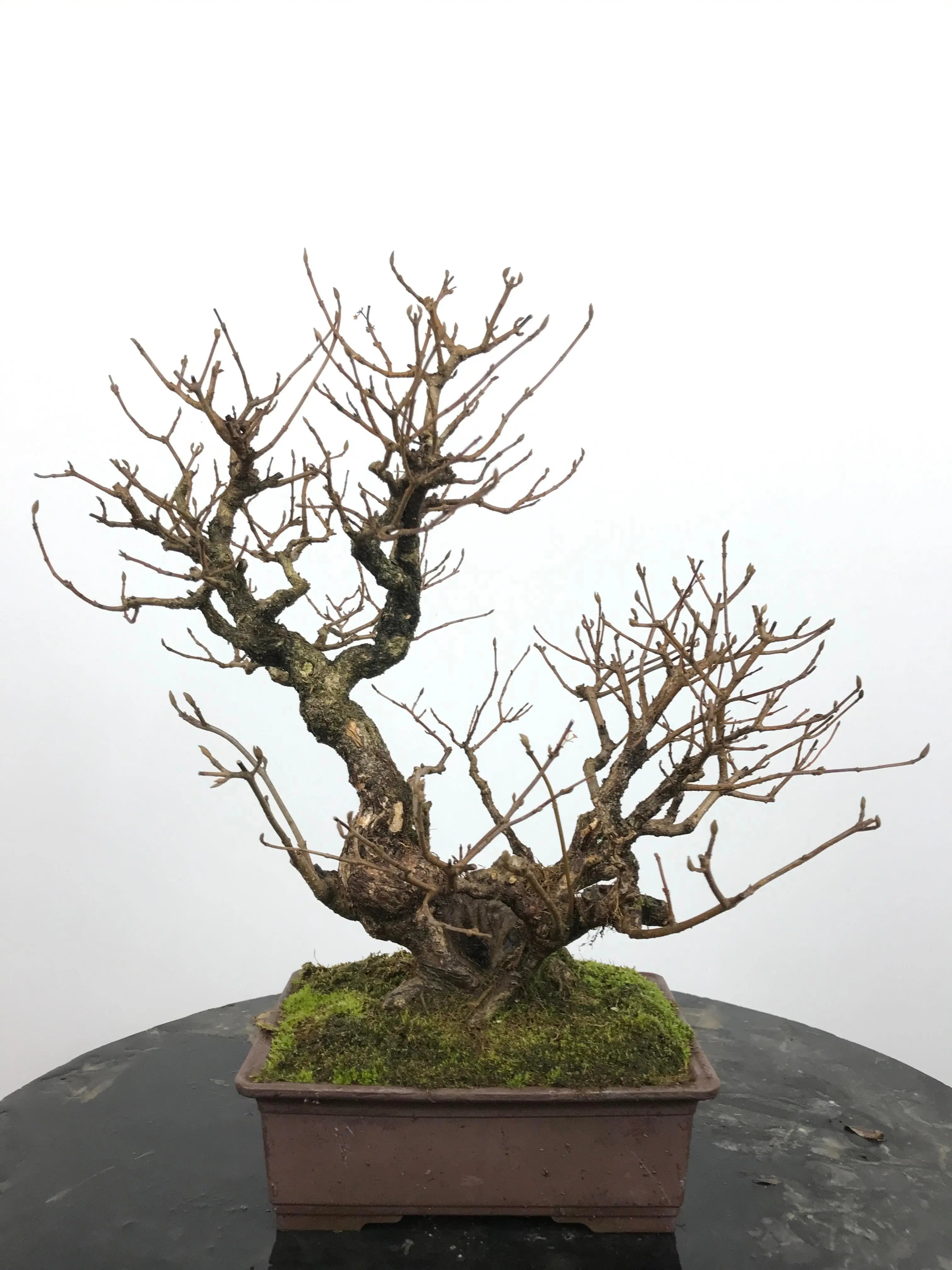 Callicarpa #11 Canada Bonsai