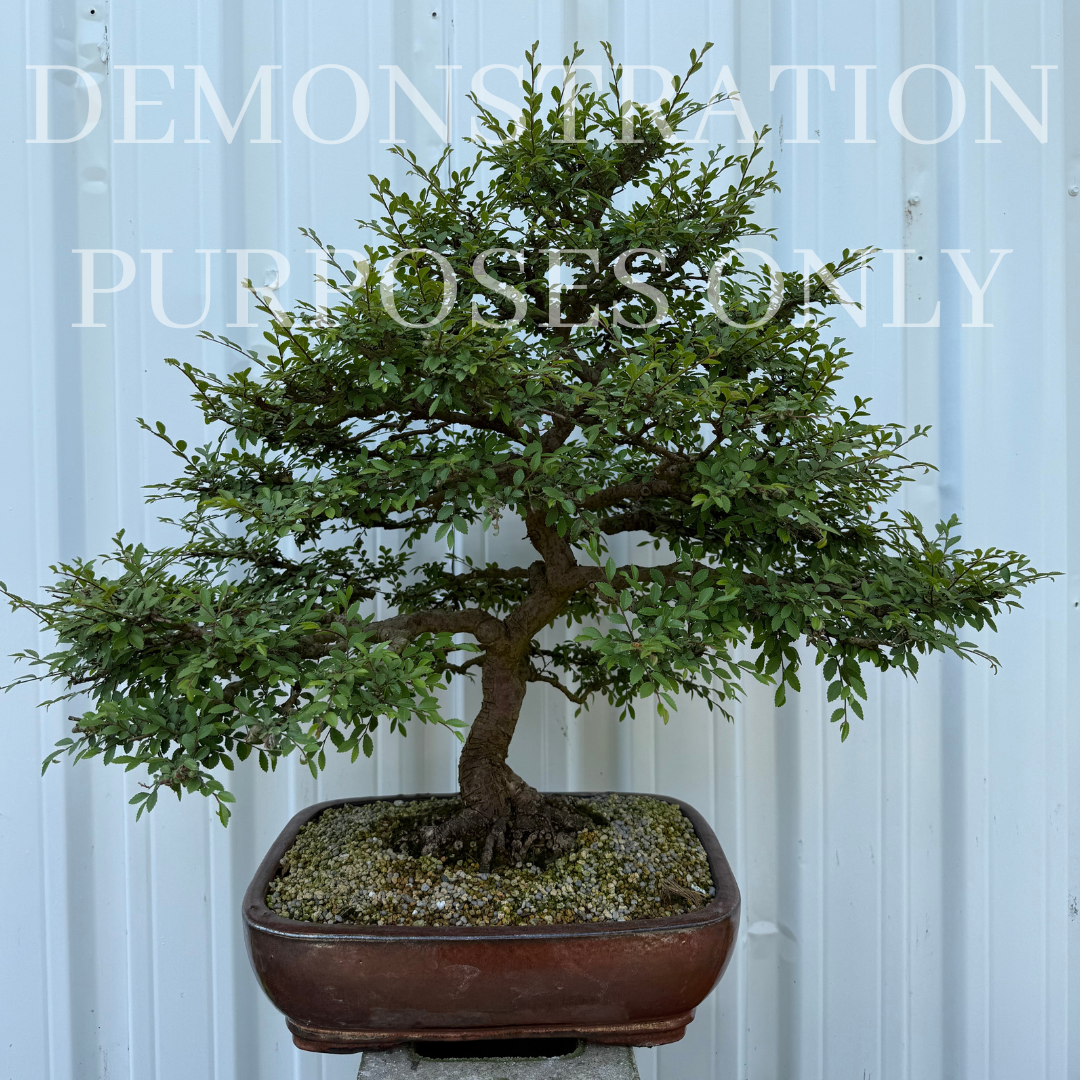 CHINESE ELM