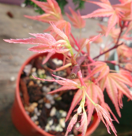 Acer palmatum 'Beni Chidori' (2025)
