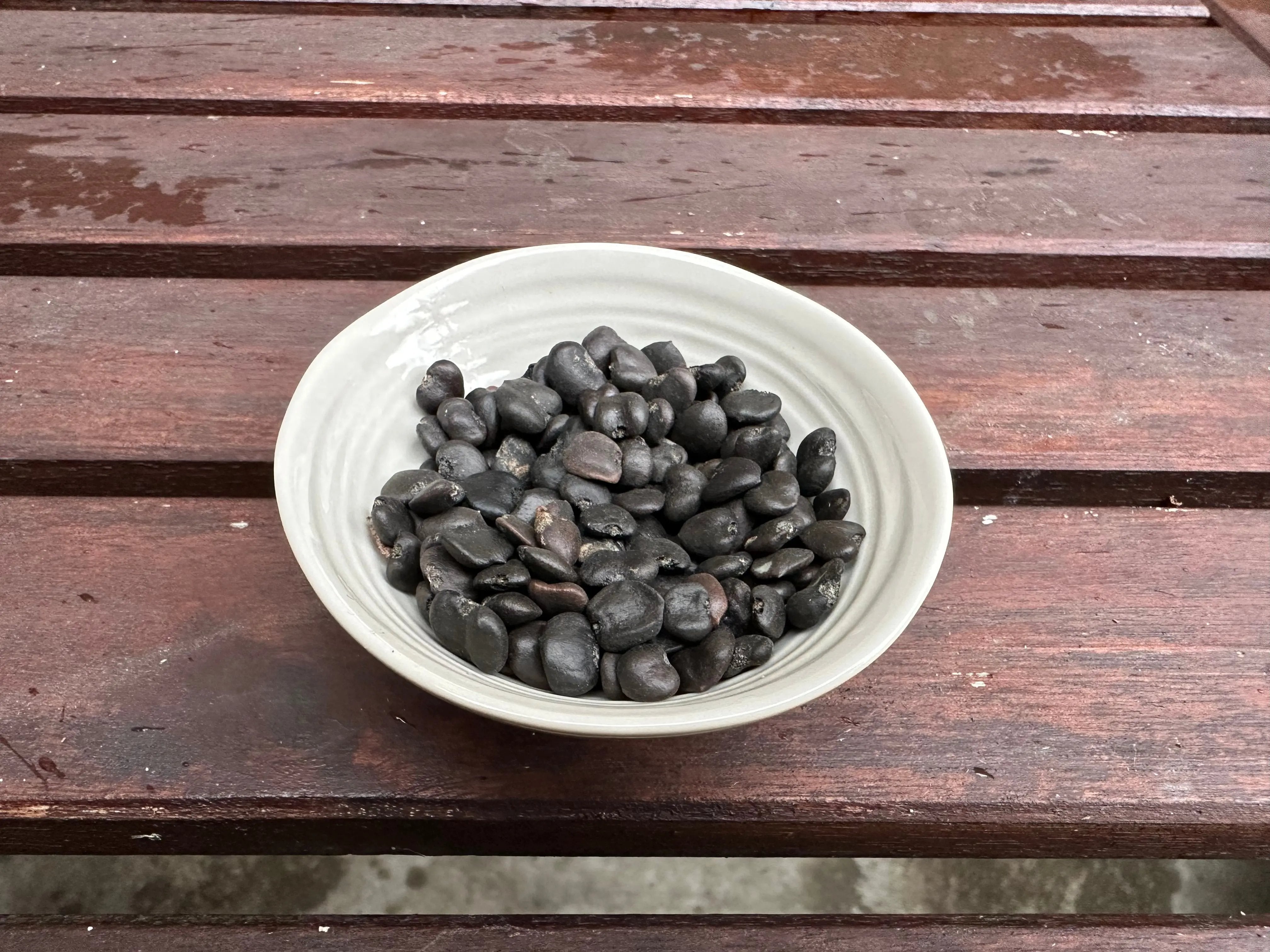 Magnolia stellata CB Seeds