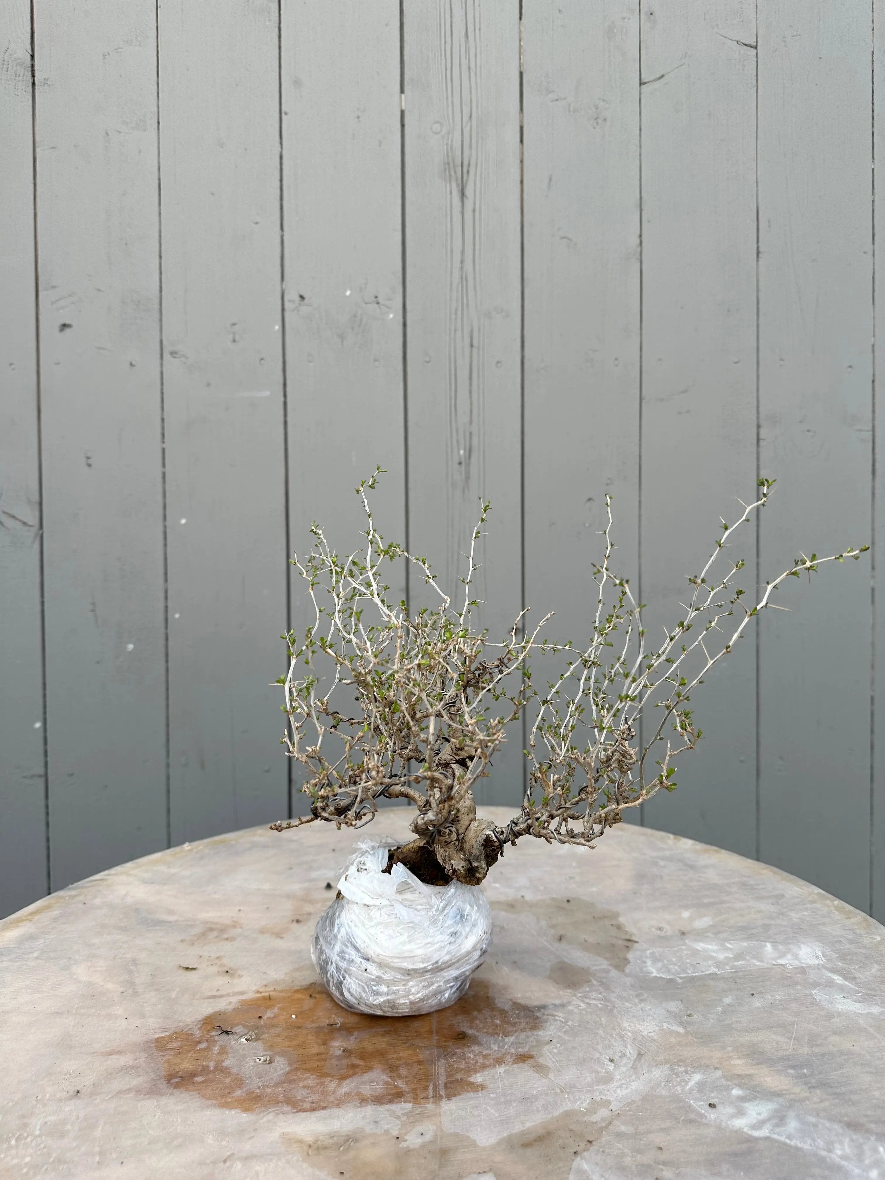 Lycium #2 Canada Bonsai