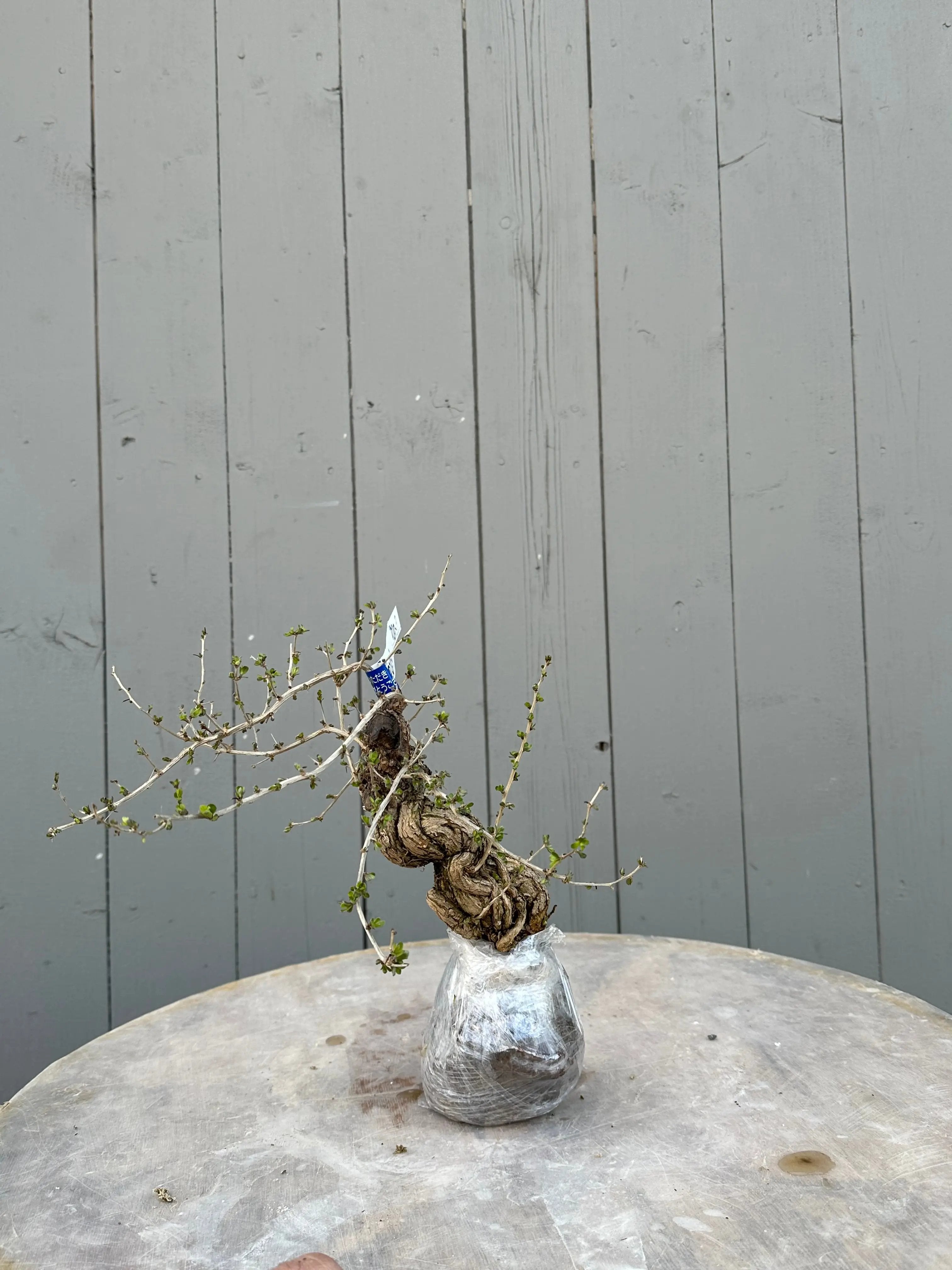 Lycium #3 Canada Bonsai