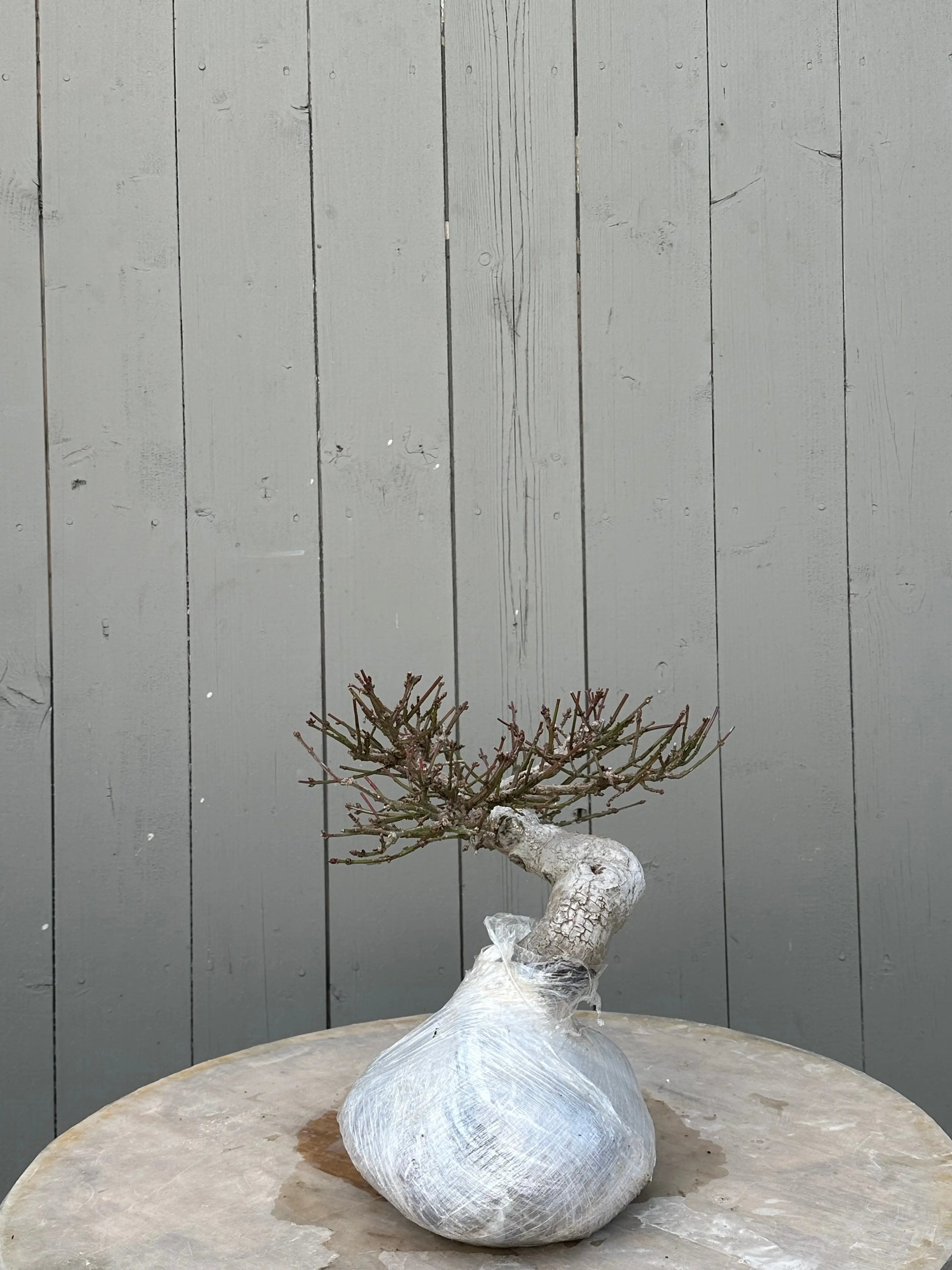 Euonymus #3 Canada Bonsai