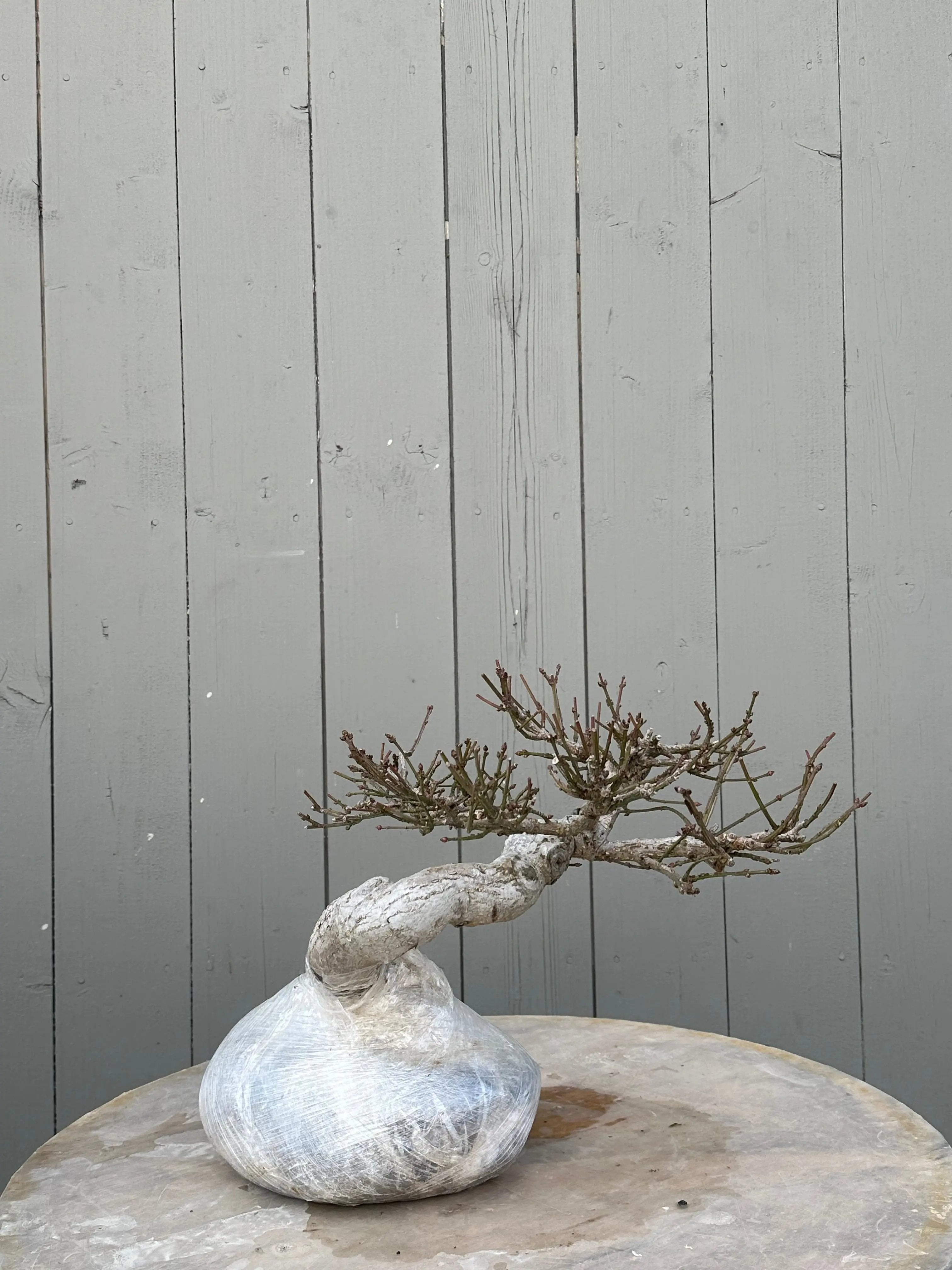 Euonymus #3 Canada Bonsai