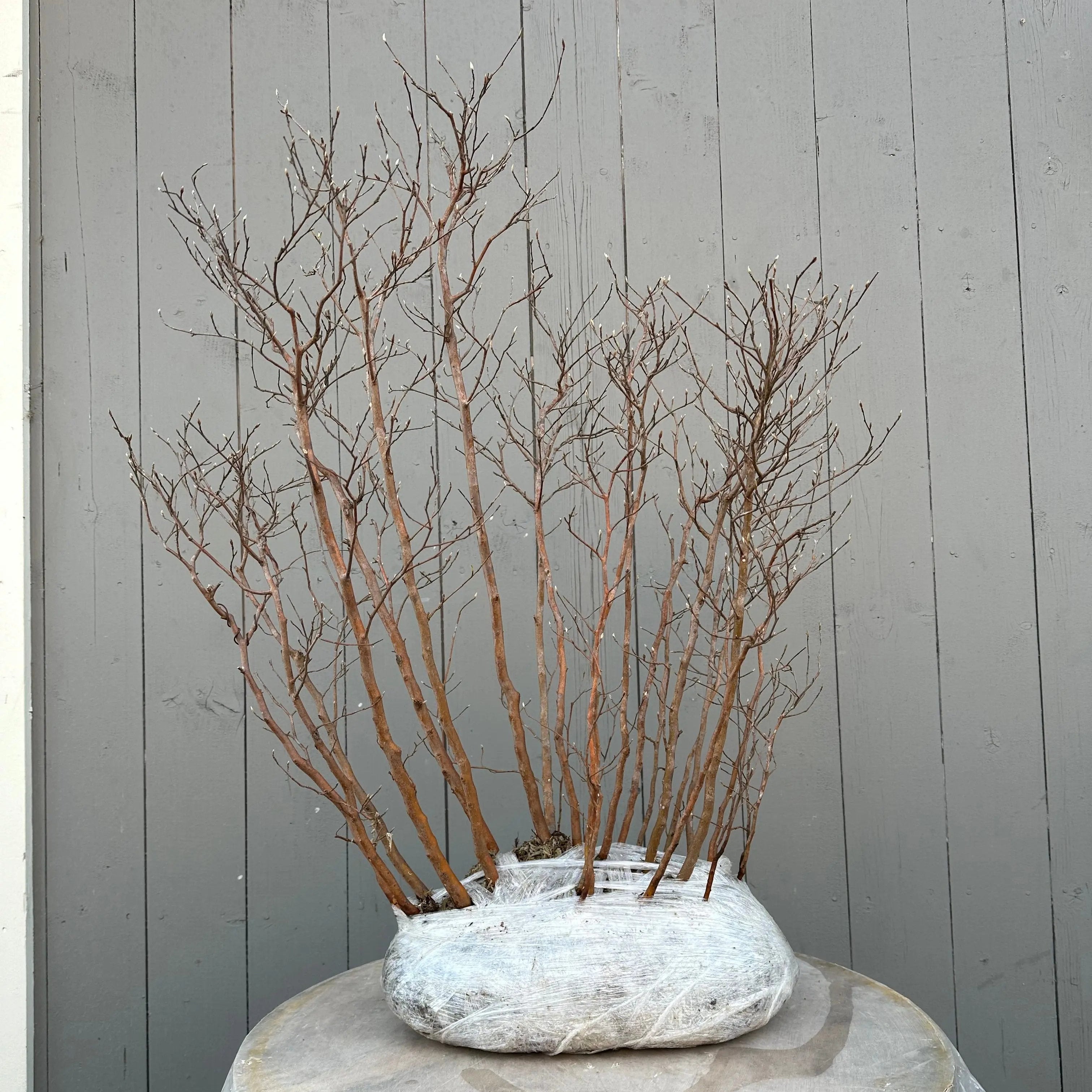 Stewartia #8 Canada Bonsai