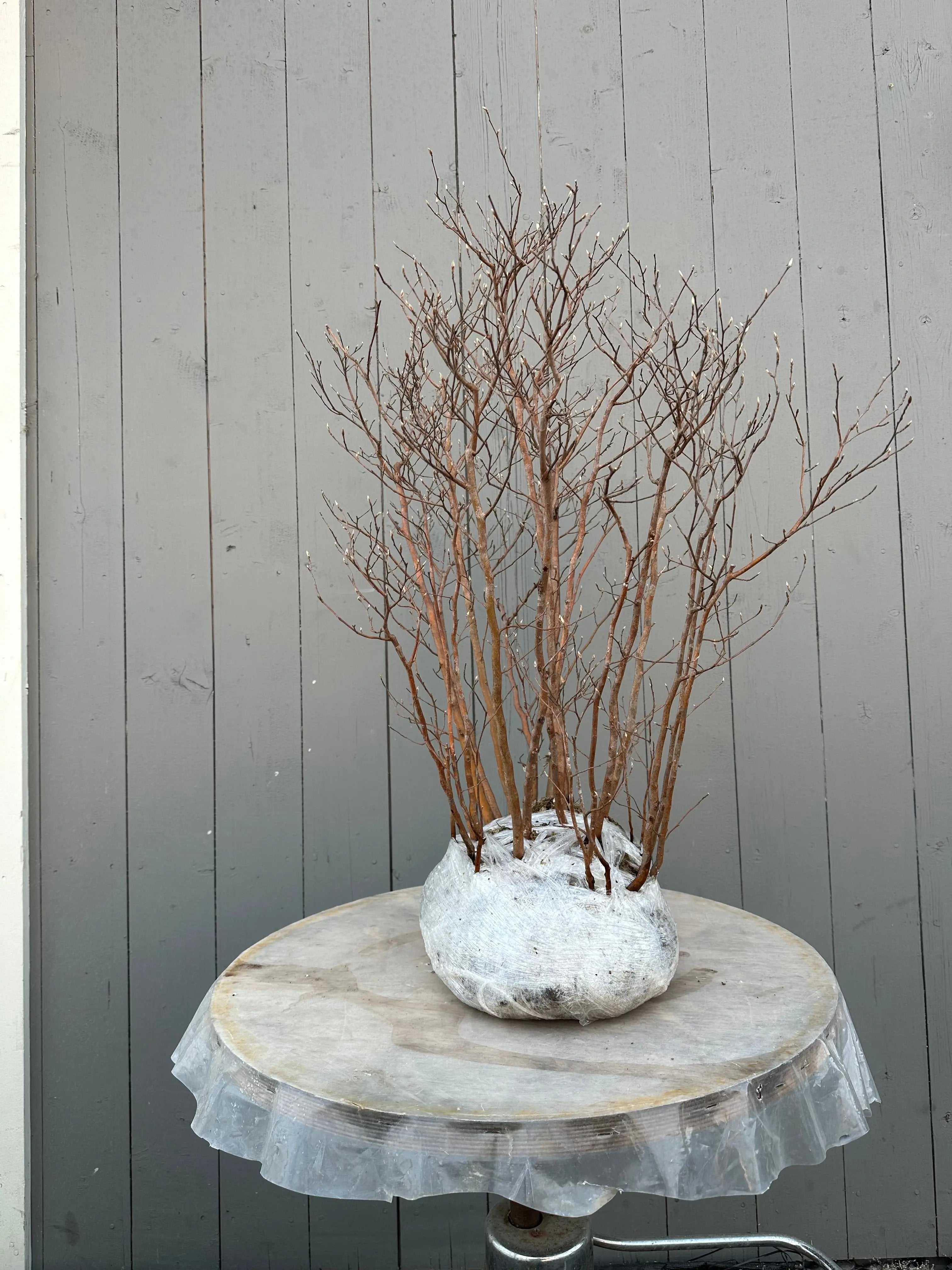 Stewartia #8 Canada Bonsai