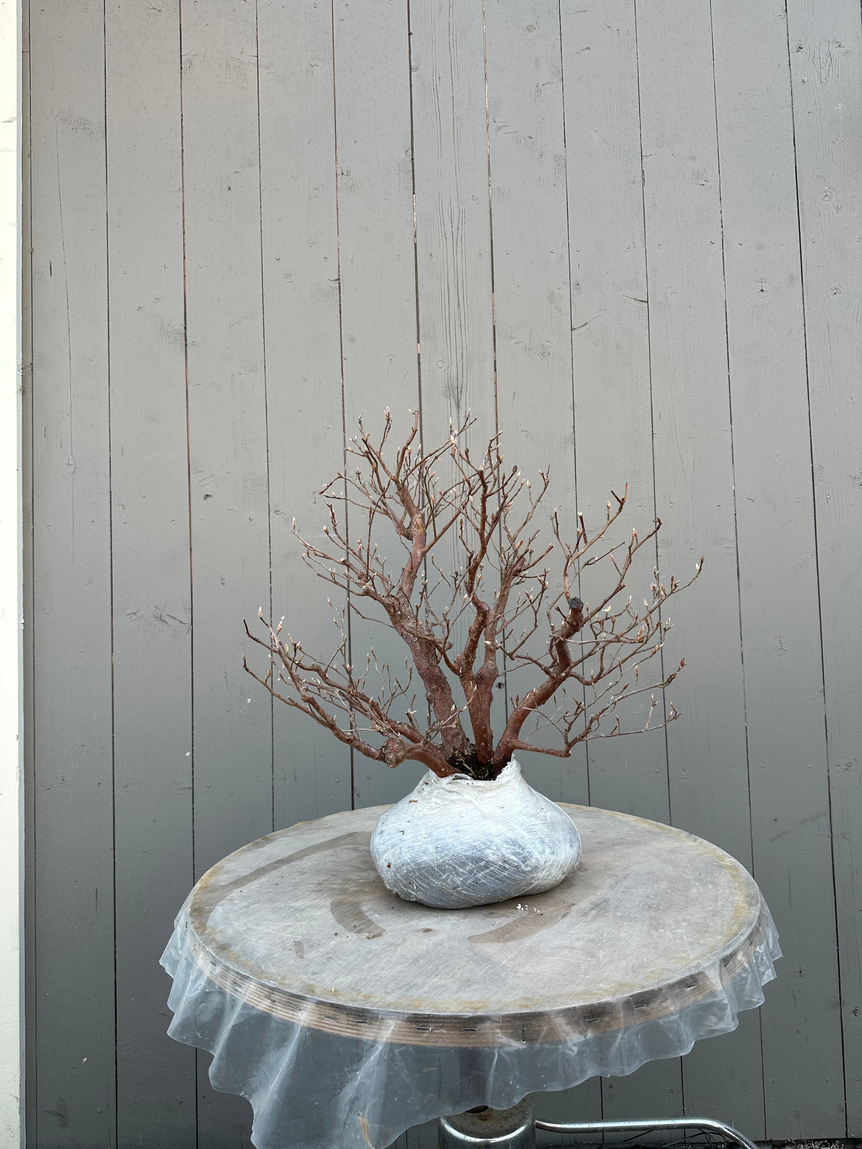 Stewartia monadelpha