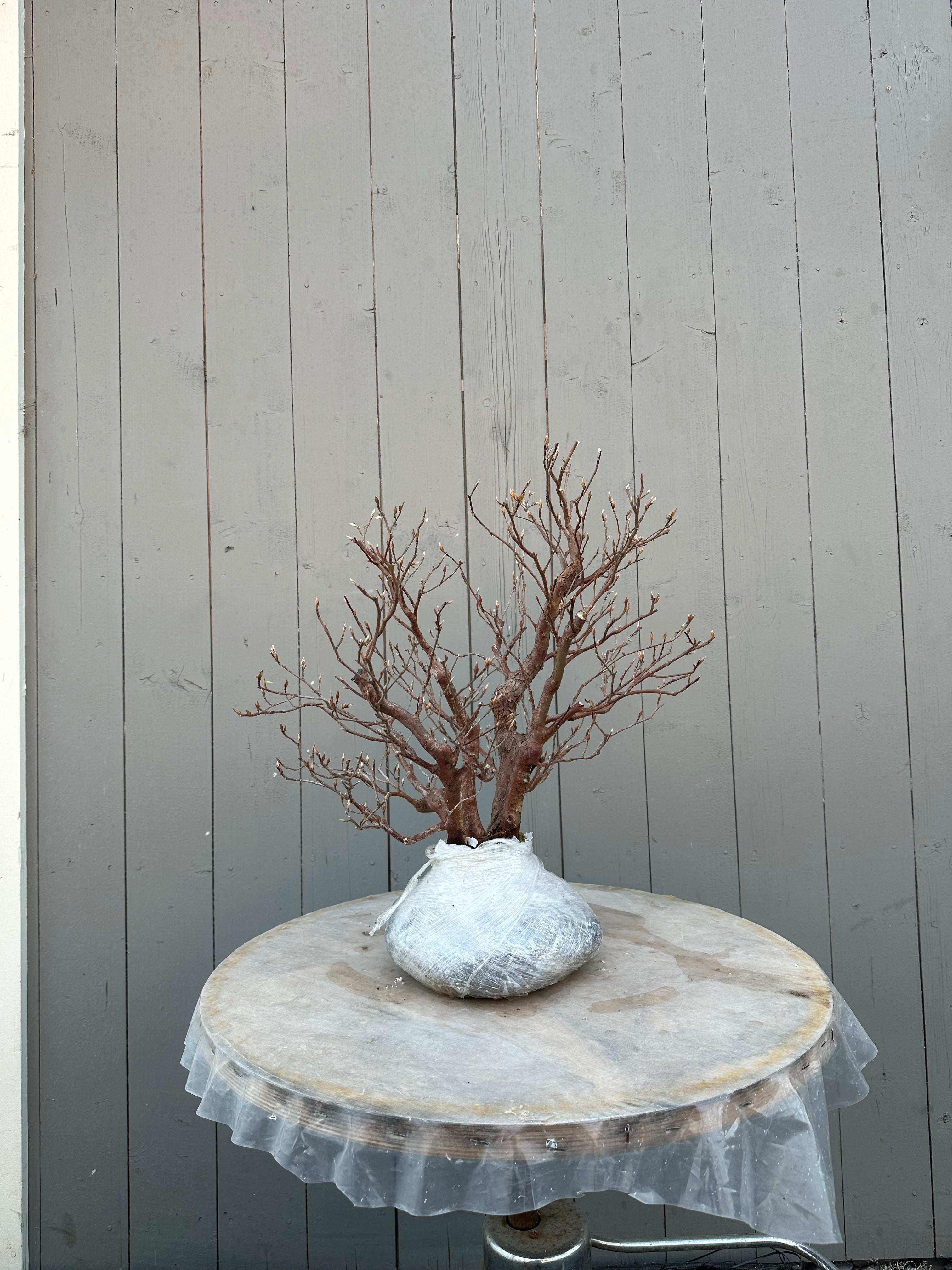 Stewartia monadelpha