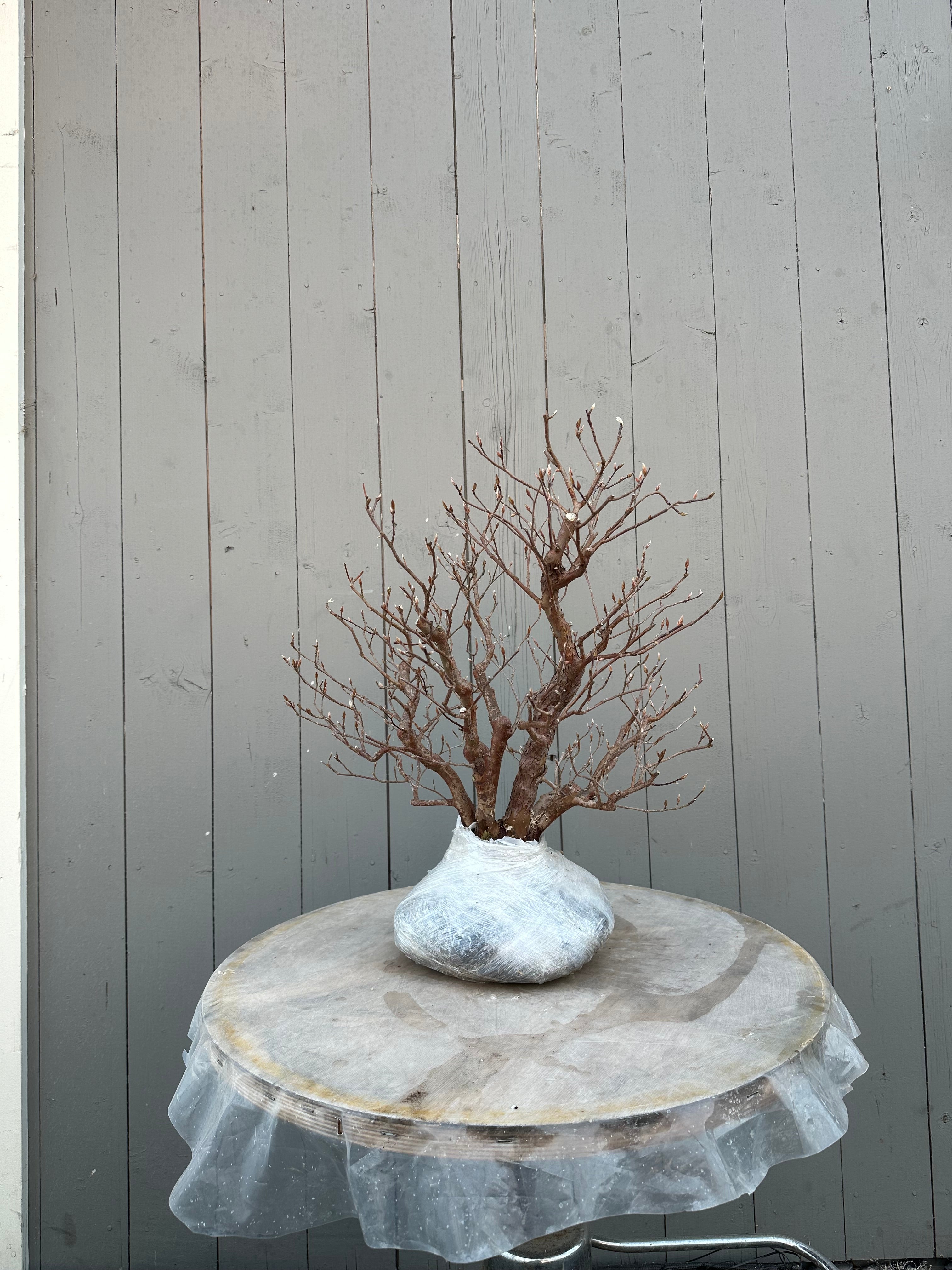 Stewartia monadelpha