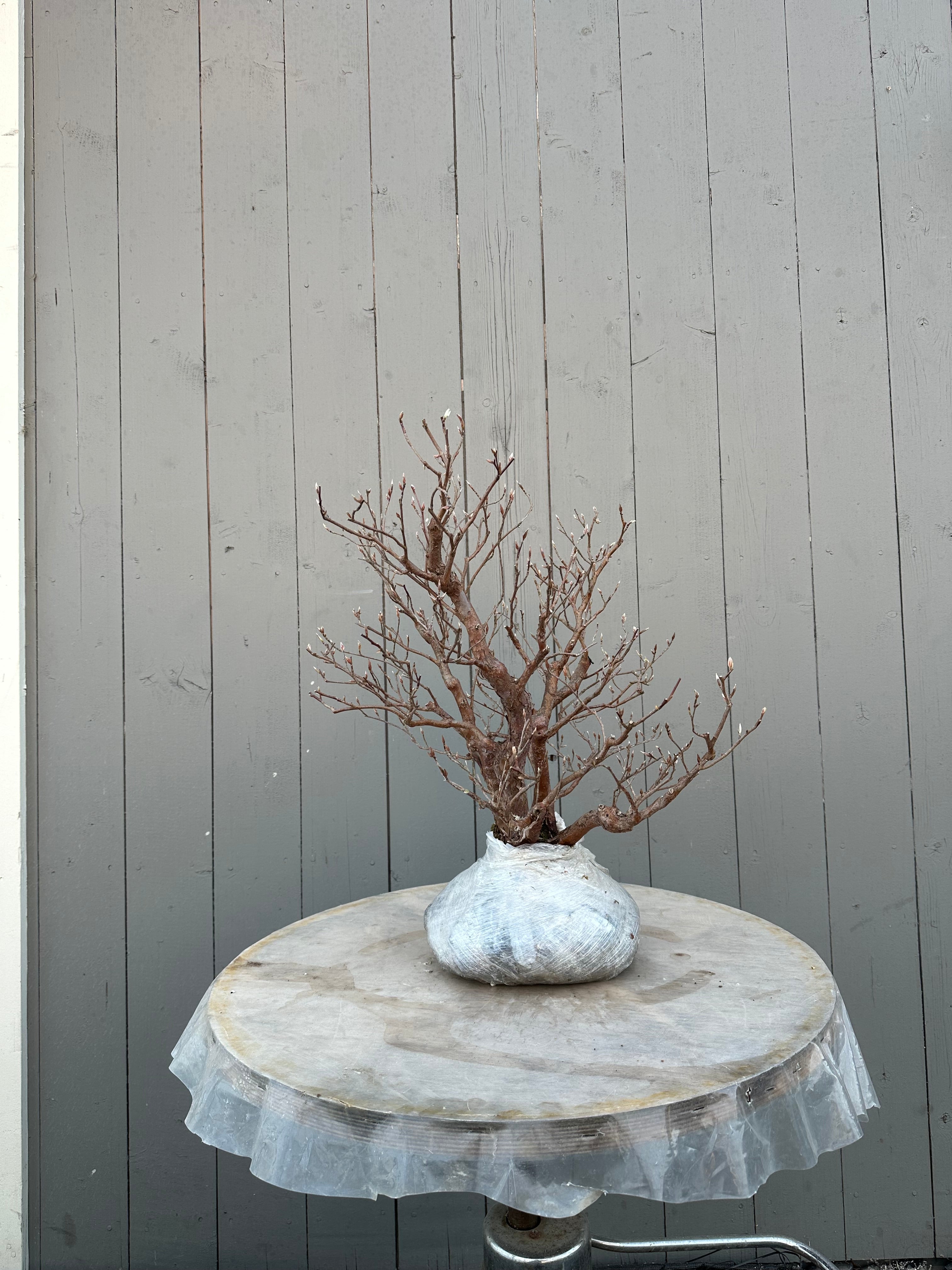 Stewartia monadelpha