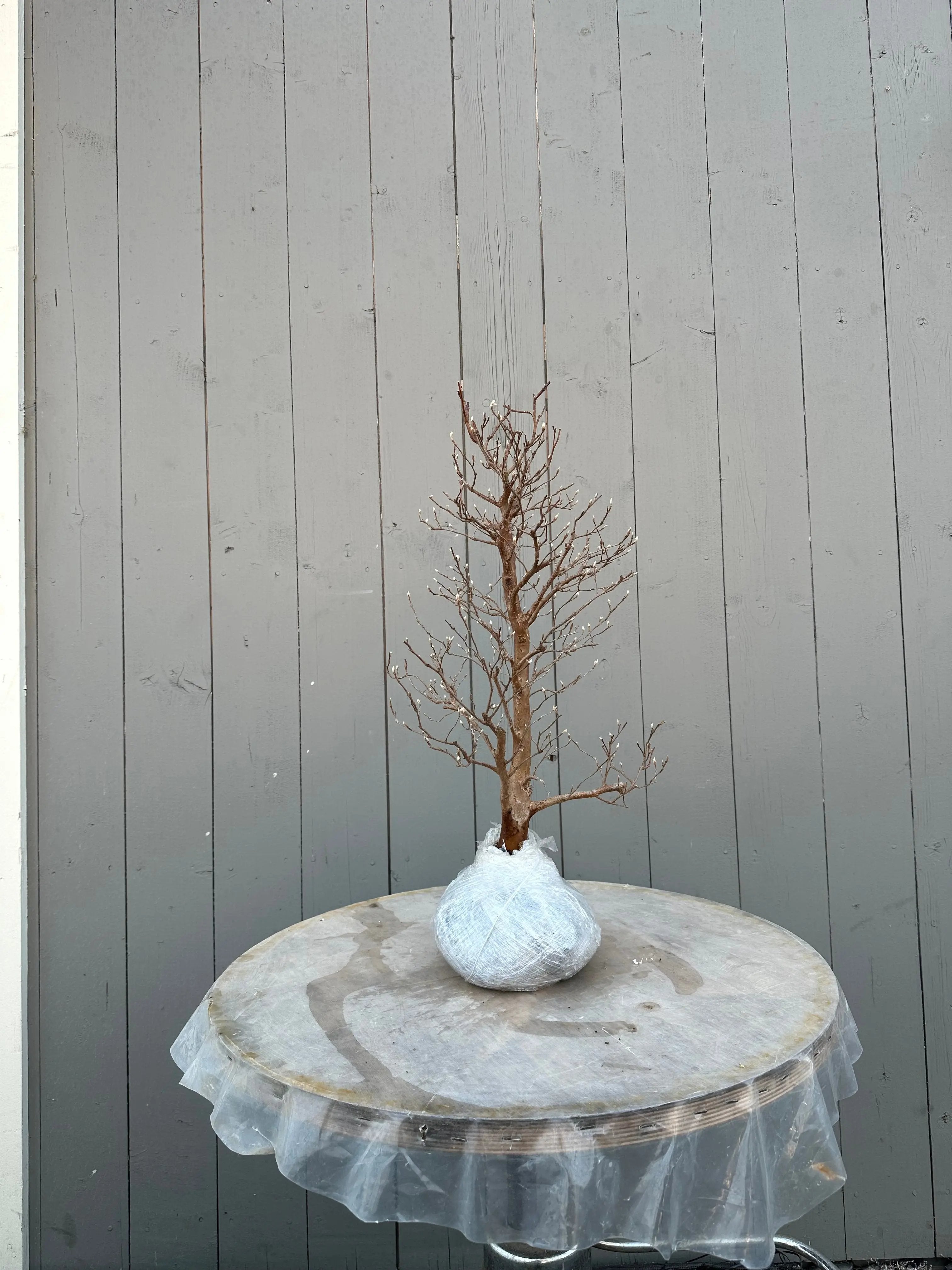 Stewartia #4 Canada Bonsai