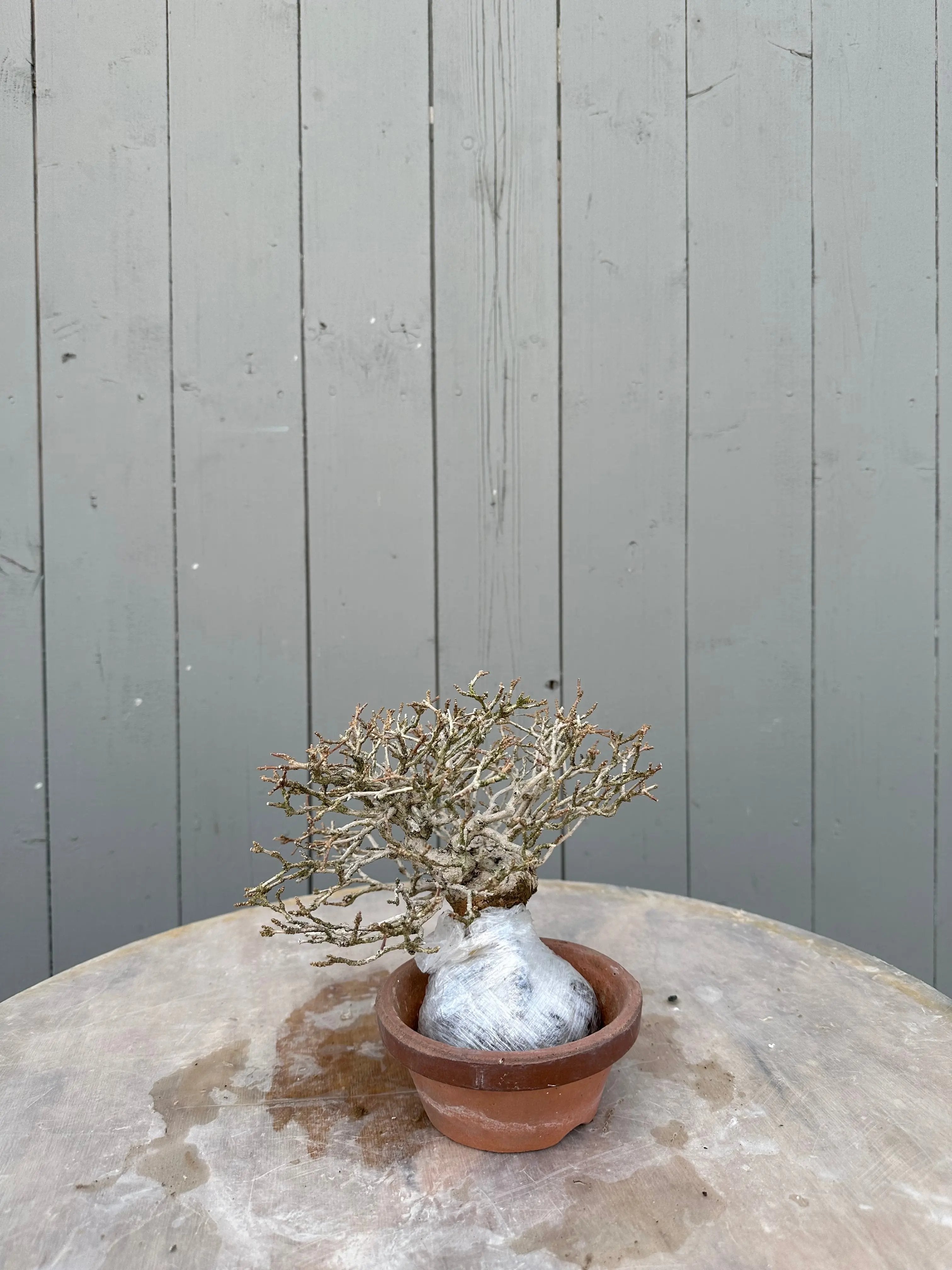 Premna japonica Canada Bonsai