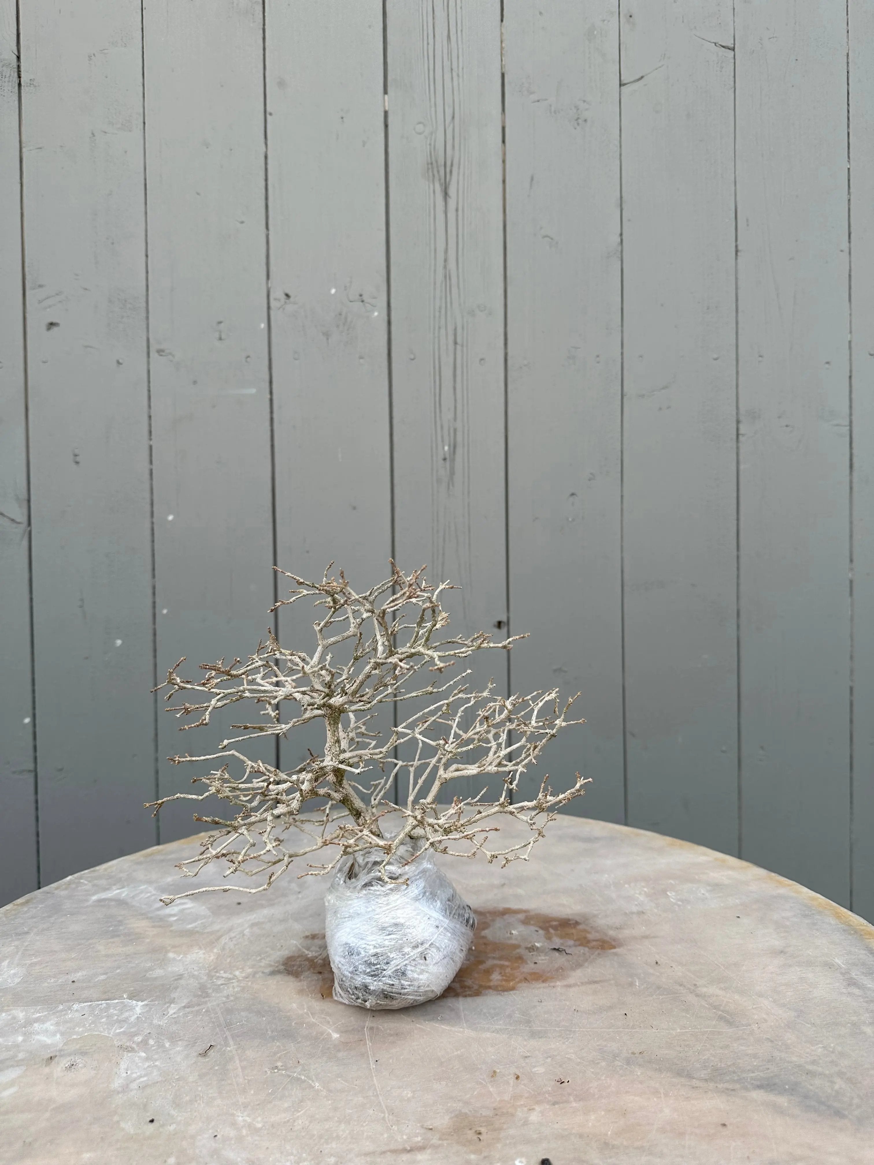 Premna japonica #5 Canada Bonsai