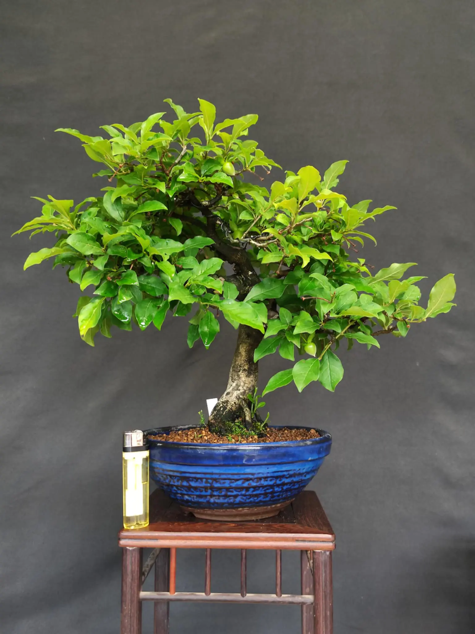Diospyros rhombifolia Canada Bonsai