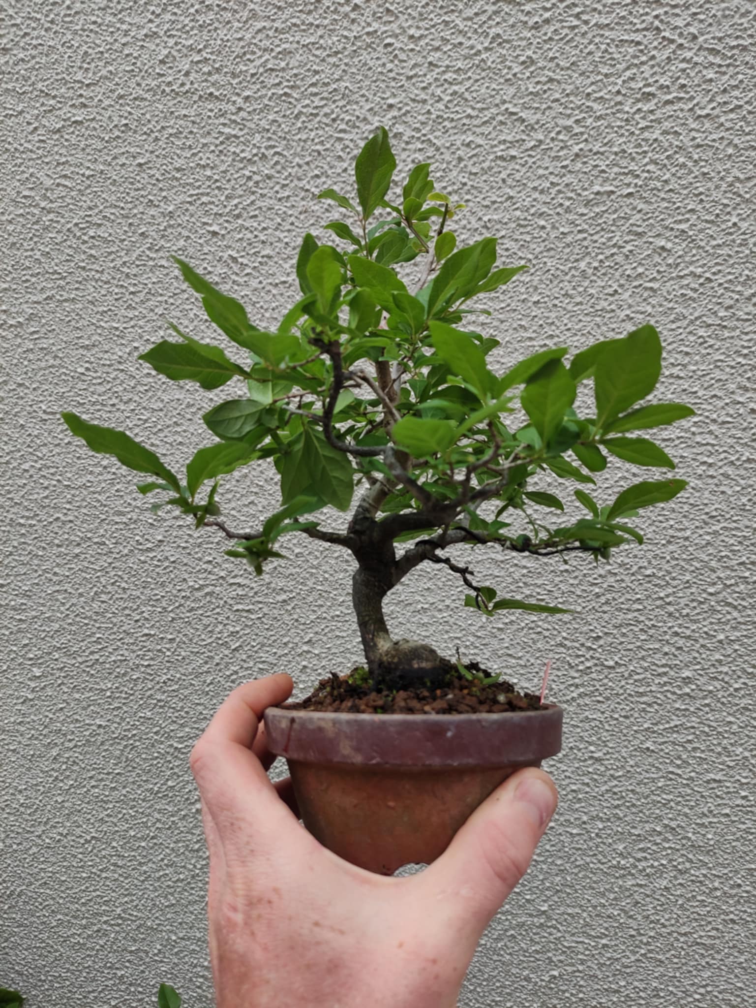 Diospyros rhombifolia