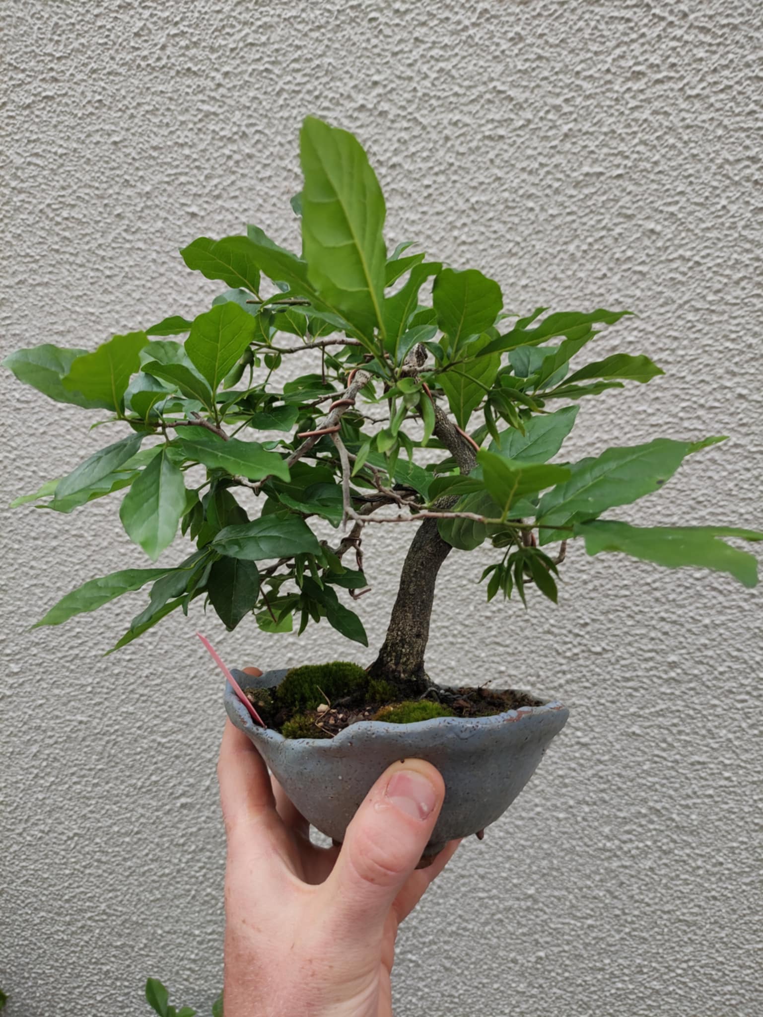 Diospyros rhombifolia