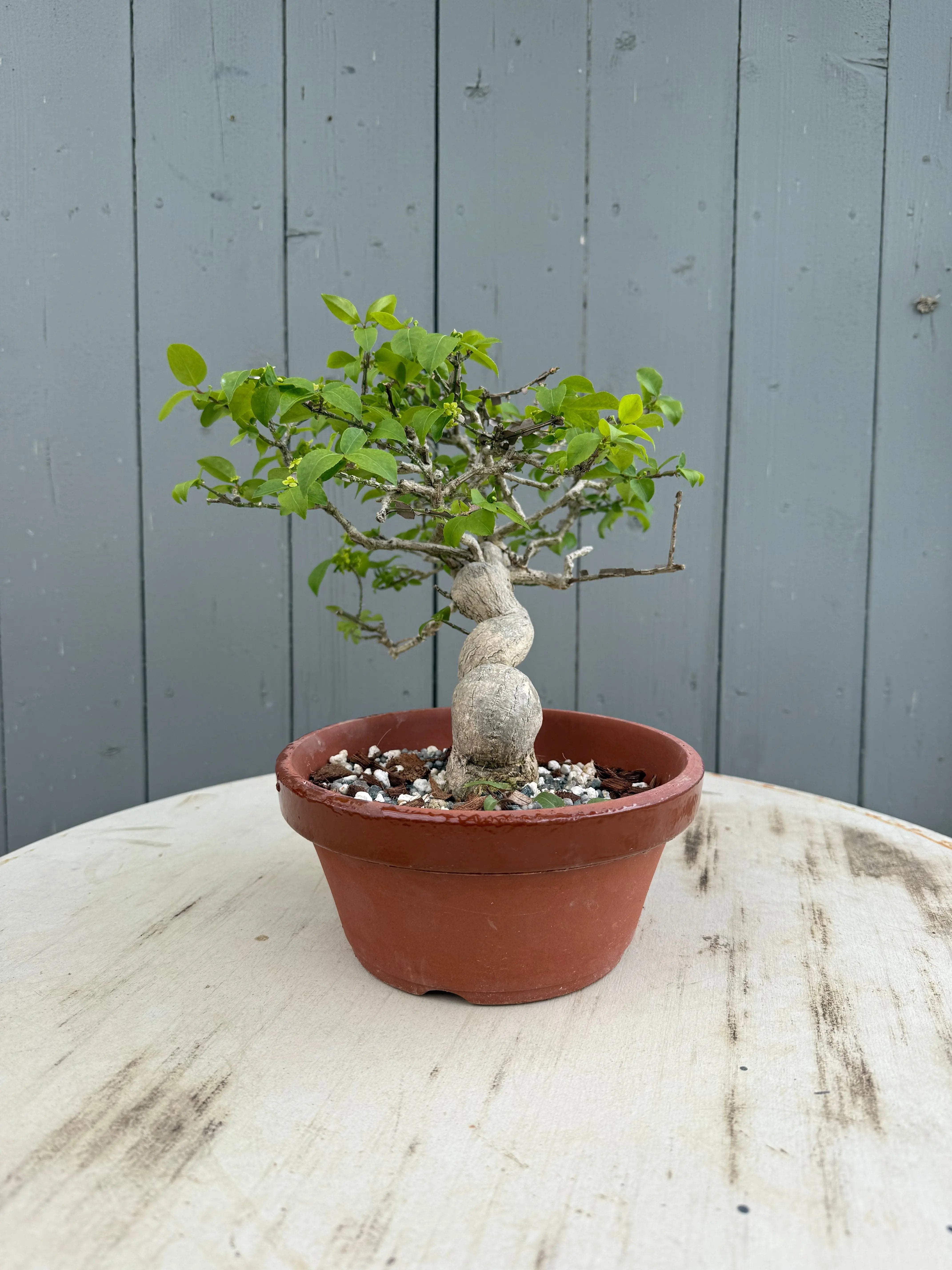 Euonymus Canada Bonsai