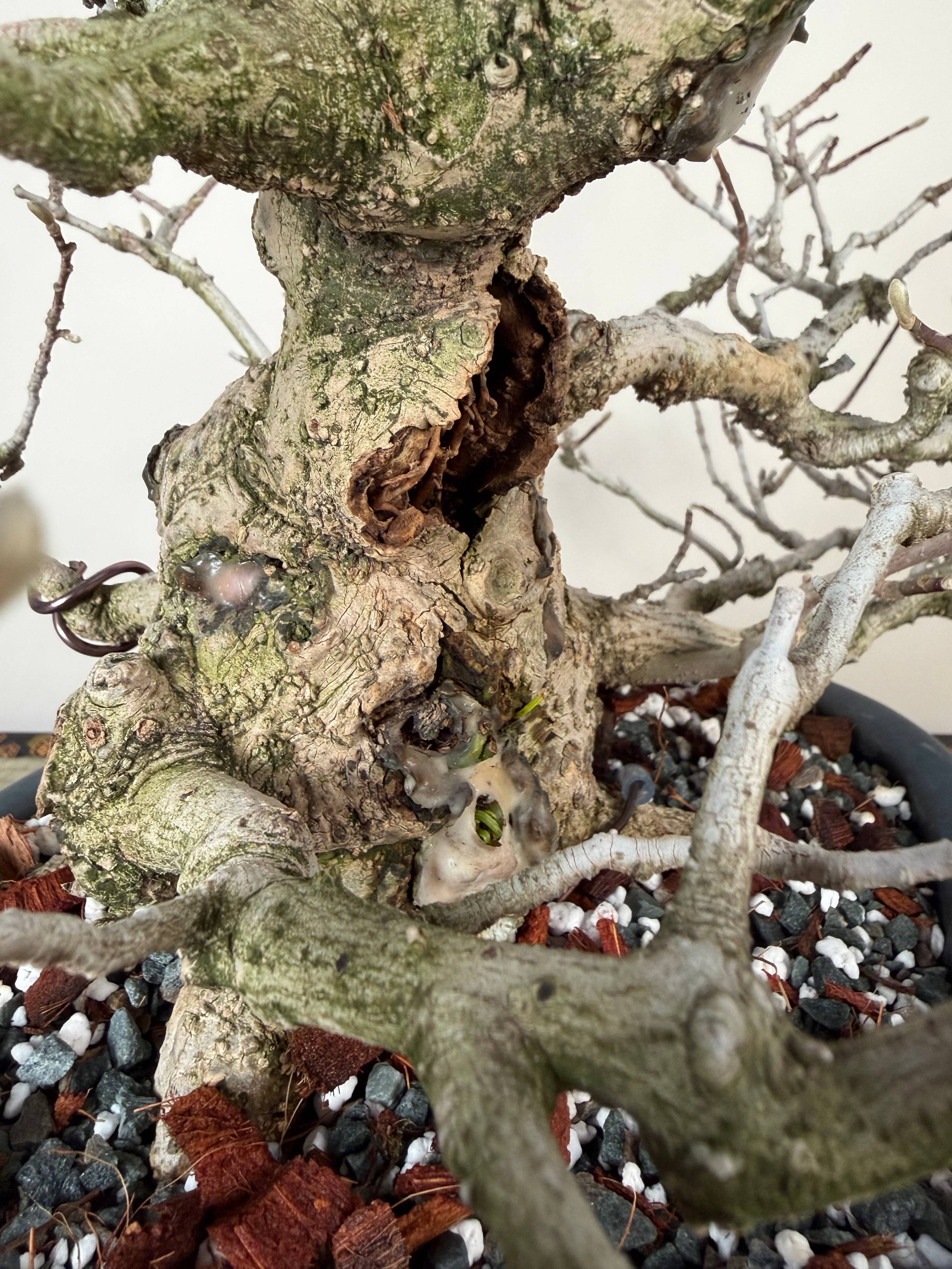 Magnolia kobus (dwarf)