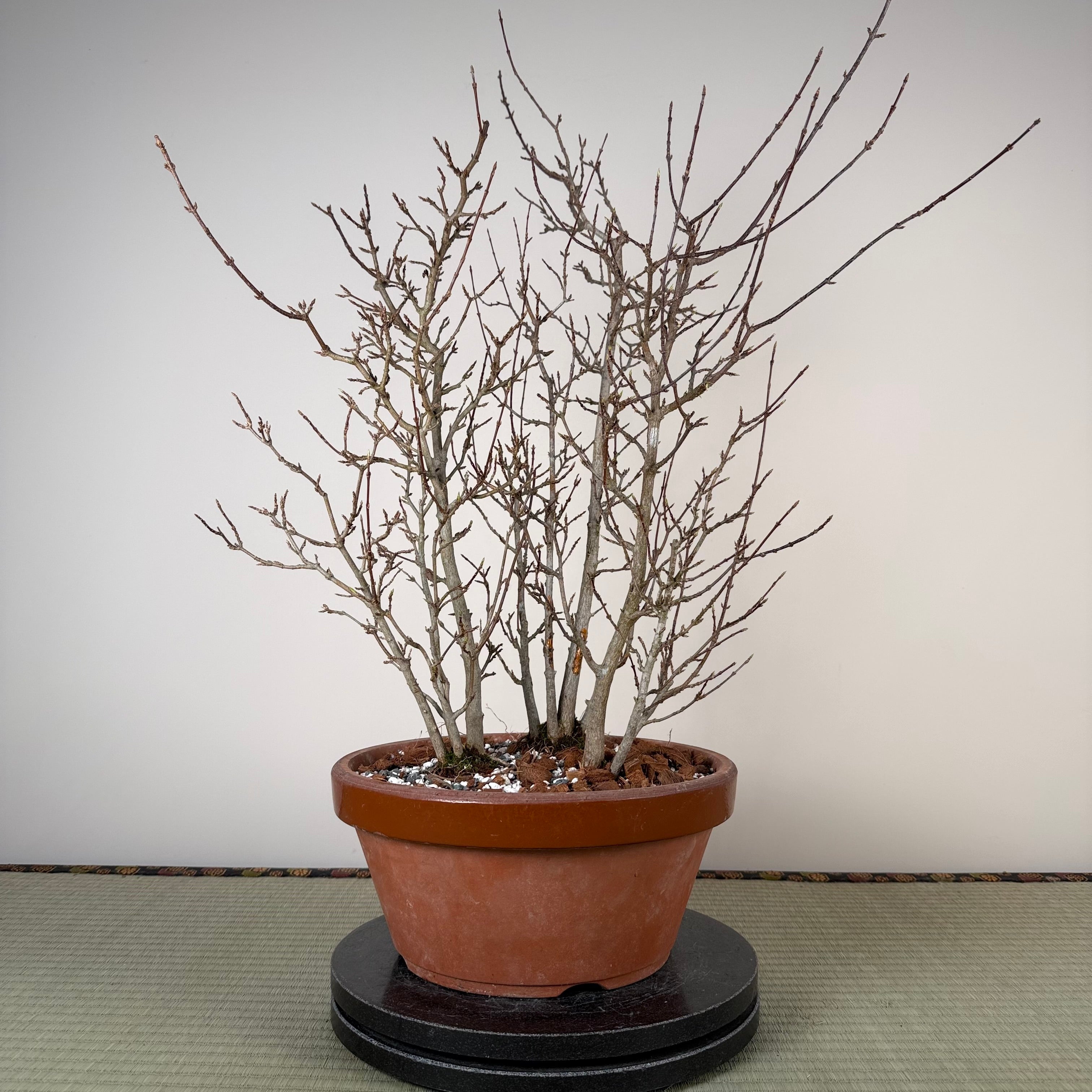 Acer buergerianum 'Fuyo-en' (Bouquet)