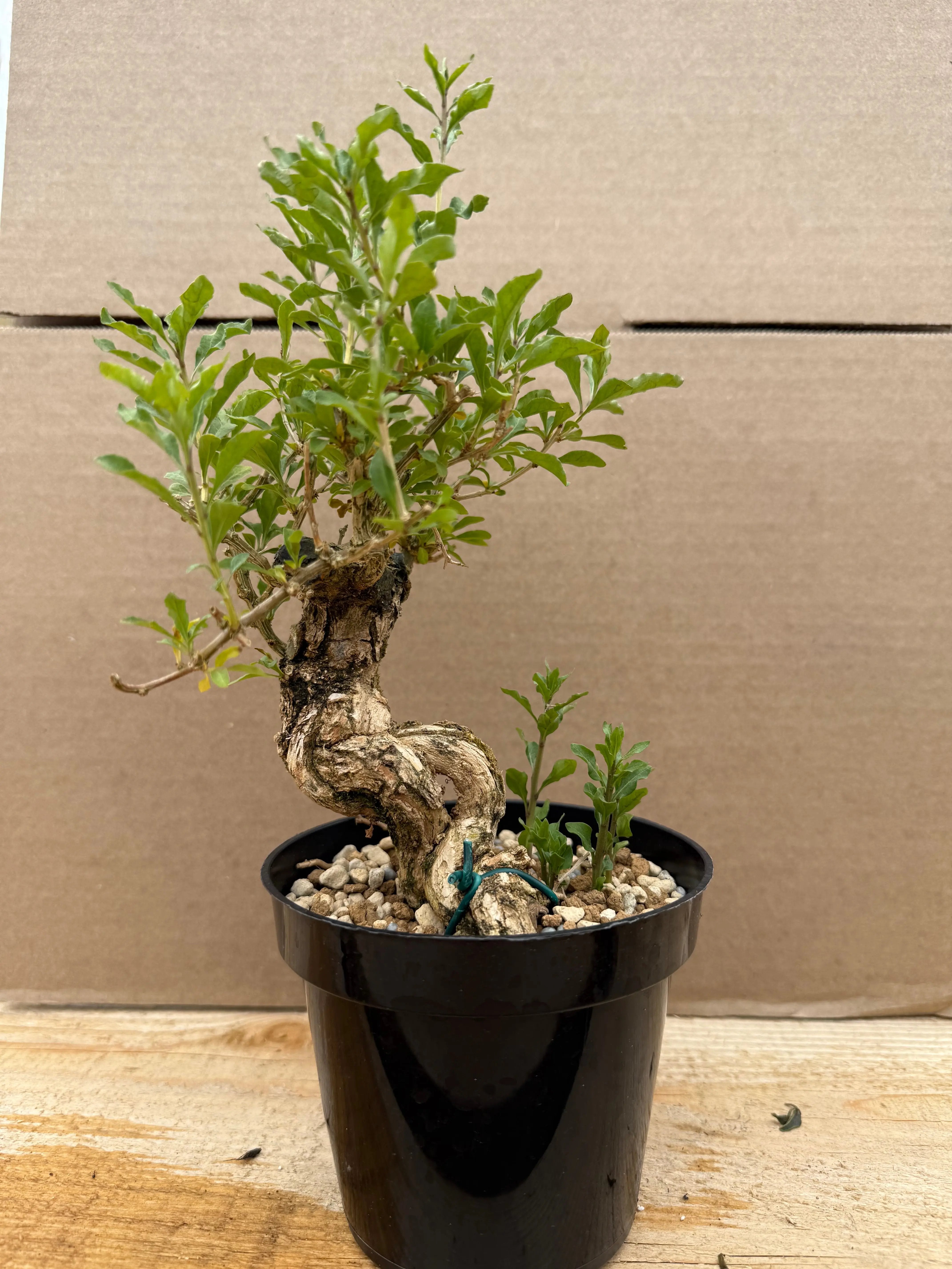 Lycium chinense (chef's choice) Canada Bonsai