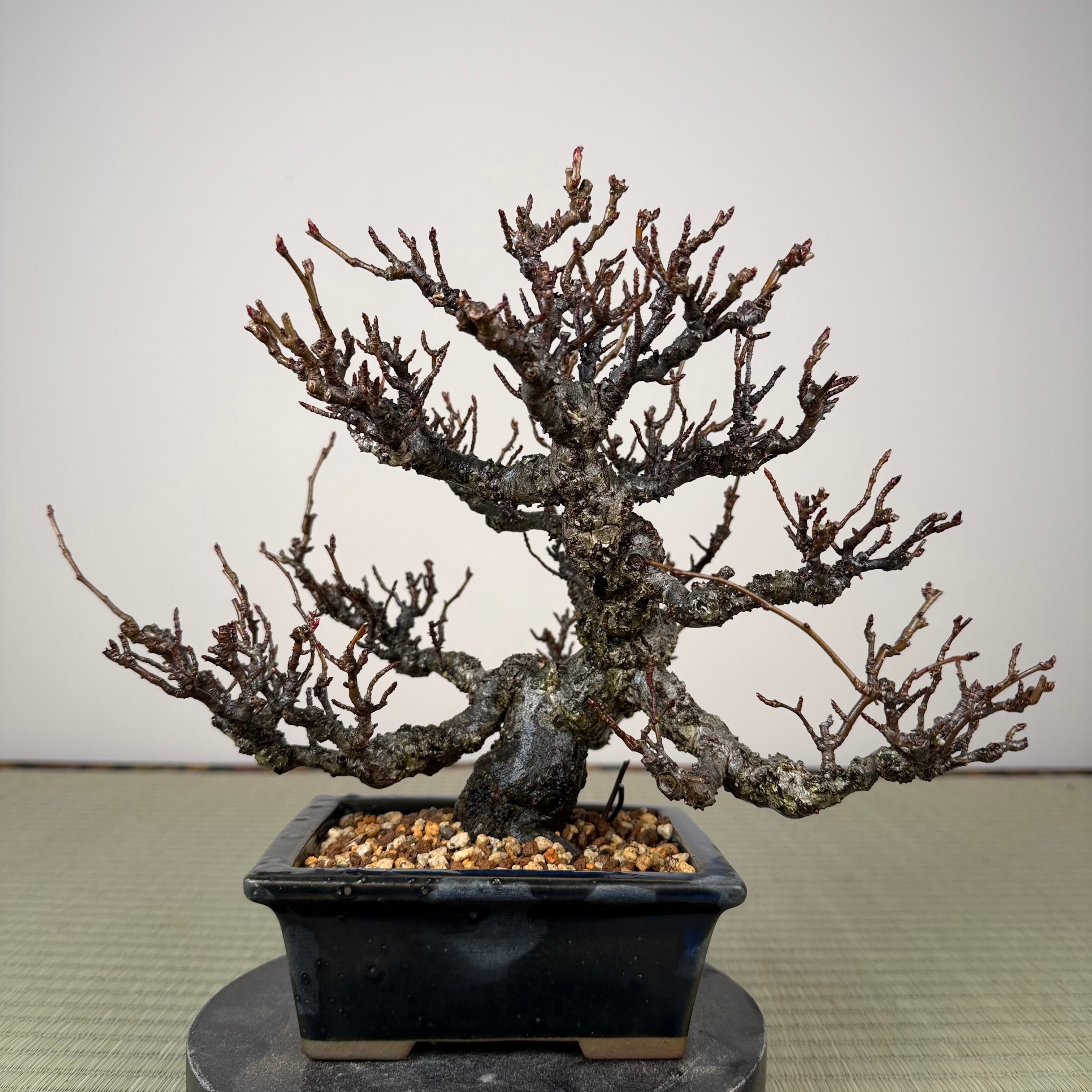 Pourthiaea villosa